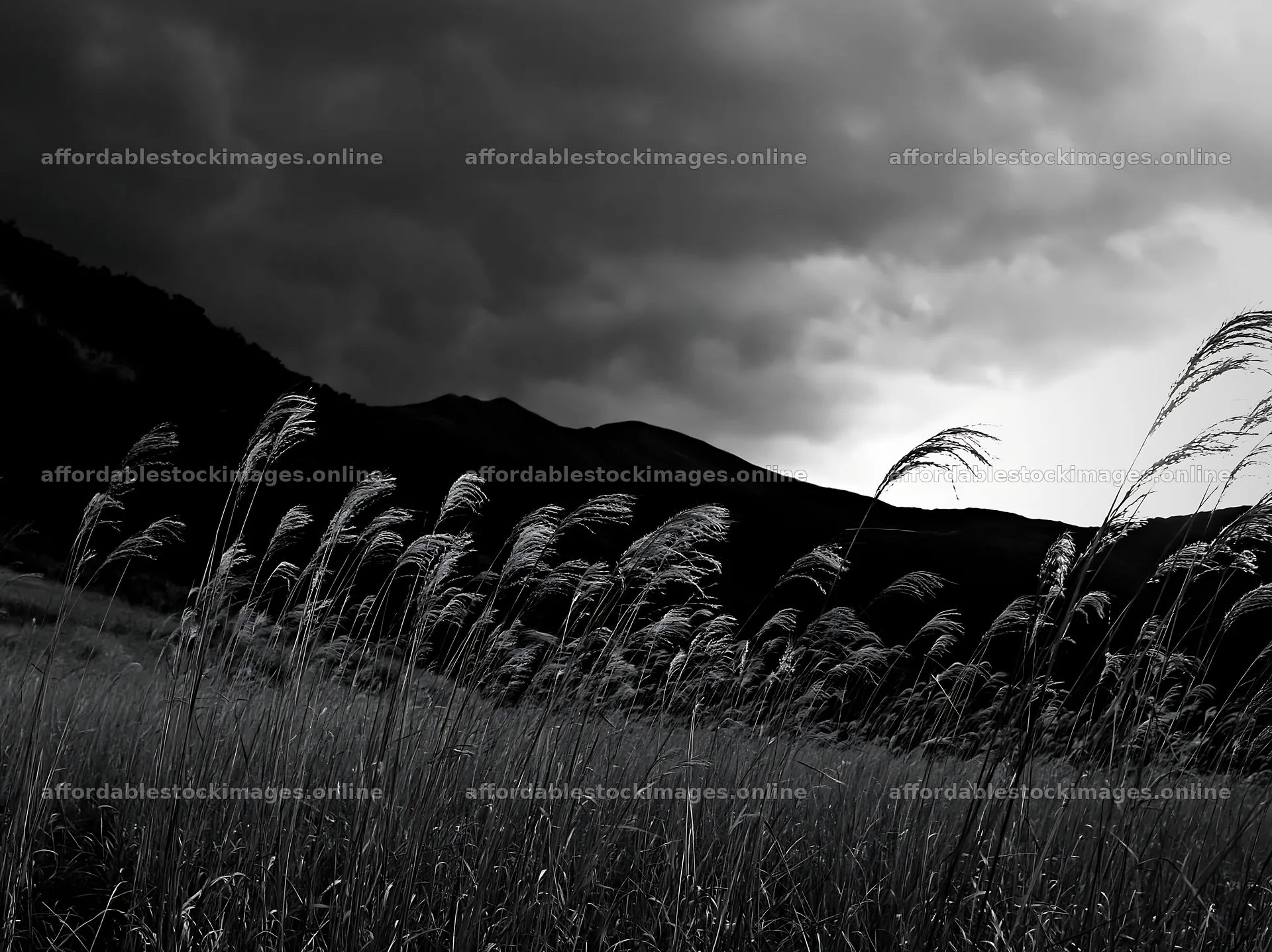 Ehime twilight meadow with dry seedheads under gray skies – stock images 9174x6866