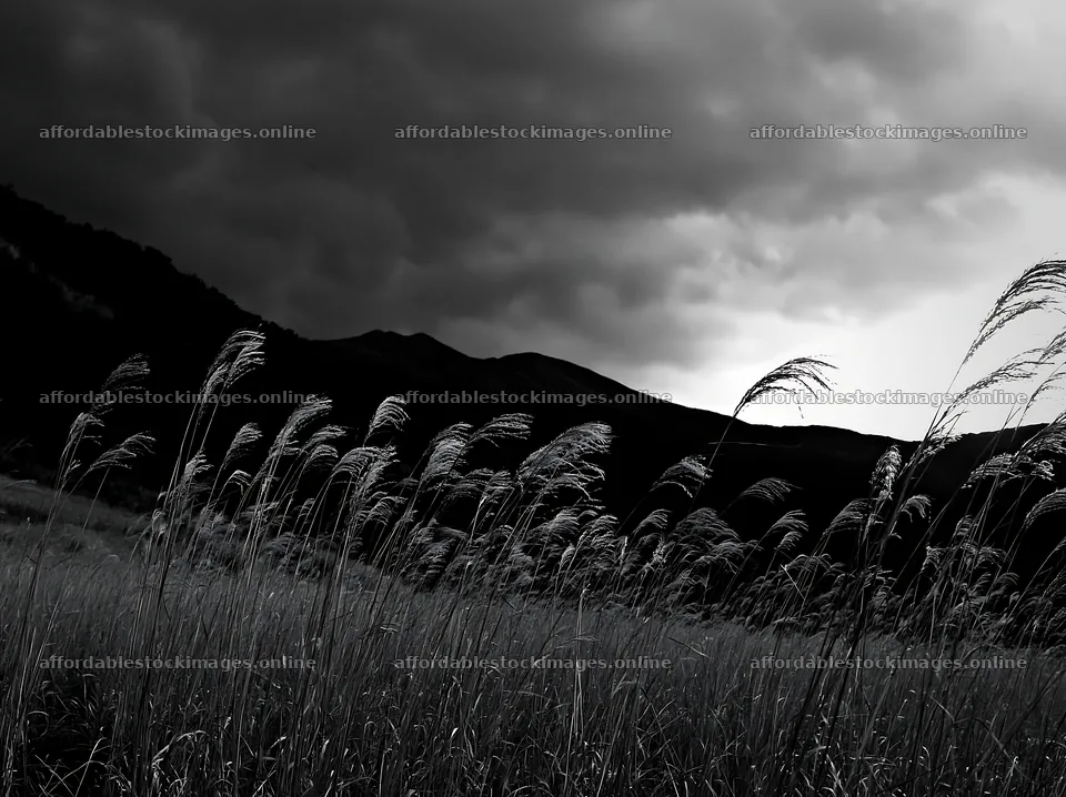 Ehime twilight meadow with dry seedheads under gray skies – stock images 9174x6866