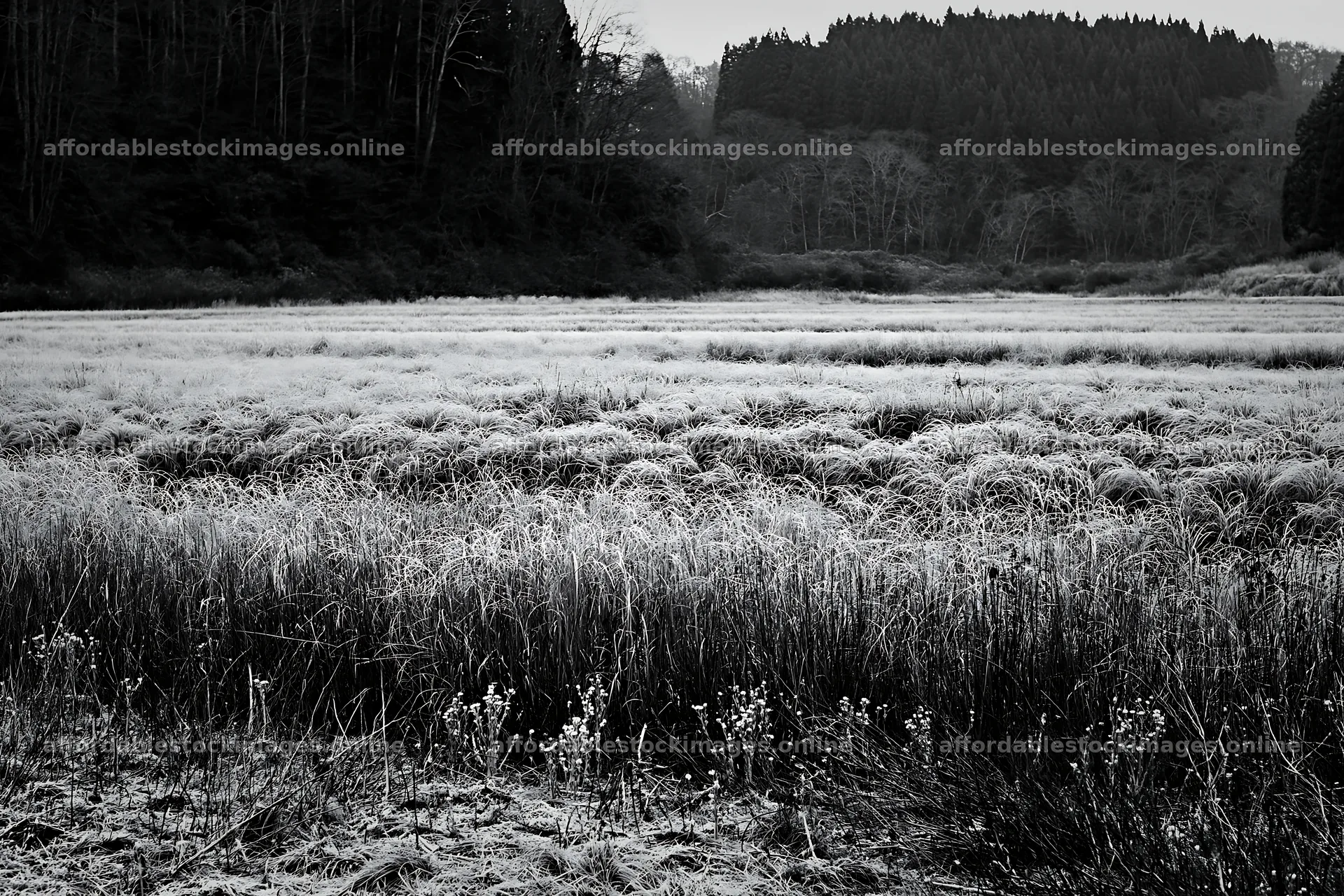 Akita snowmelt meadow with silver grasses in winter – stock images 9722x6480