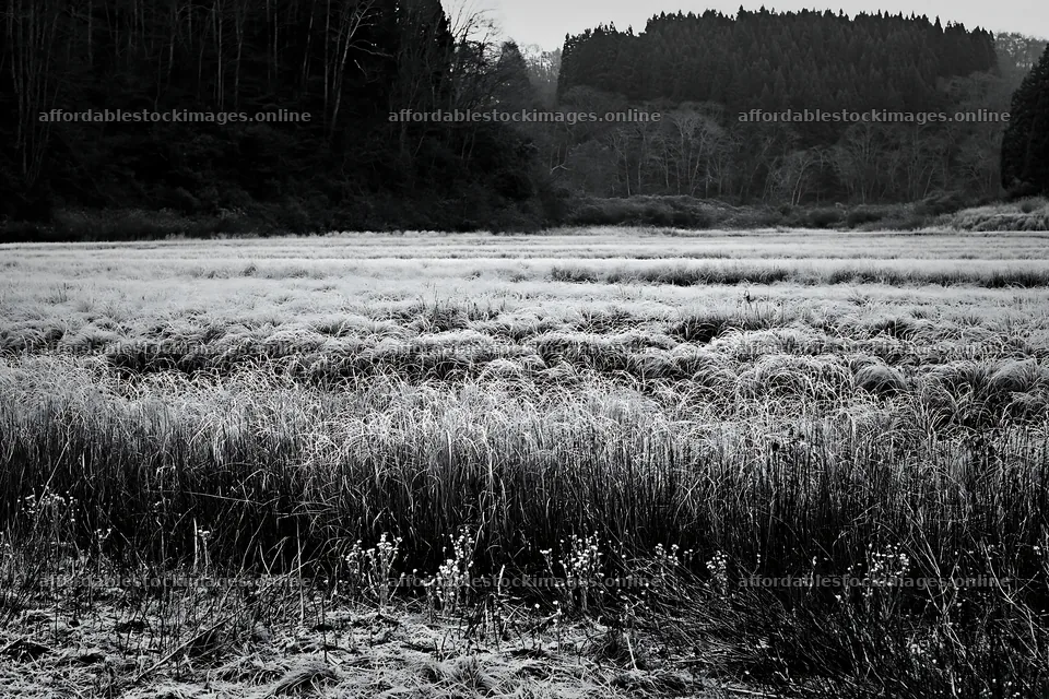 Akita snowmelt meadow with silver grasses in winter – stock images 9722x6480
