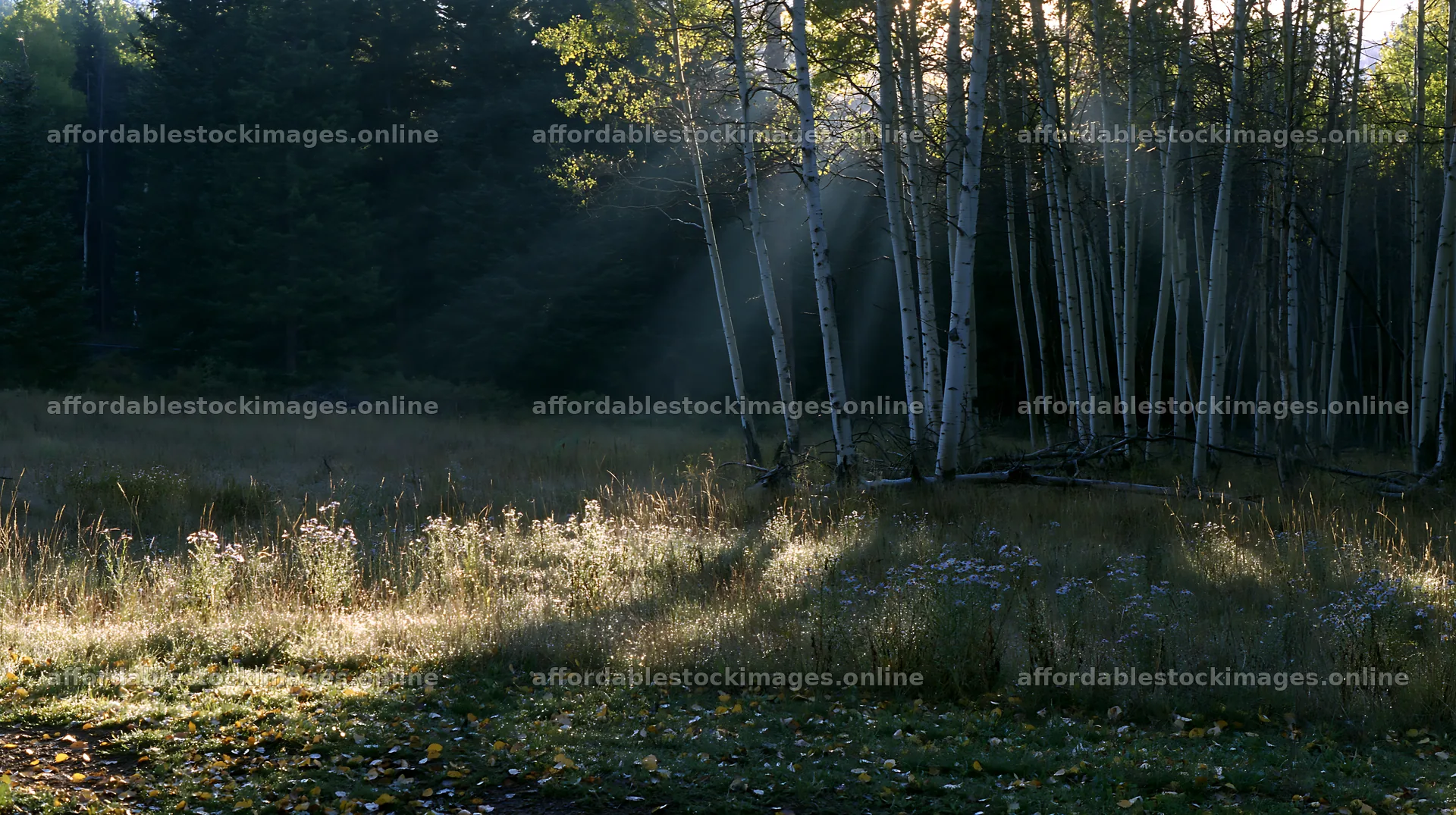 Crepuscular rays shining through trees in a meadow – stock images 10608x5938