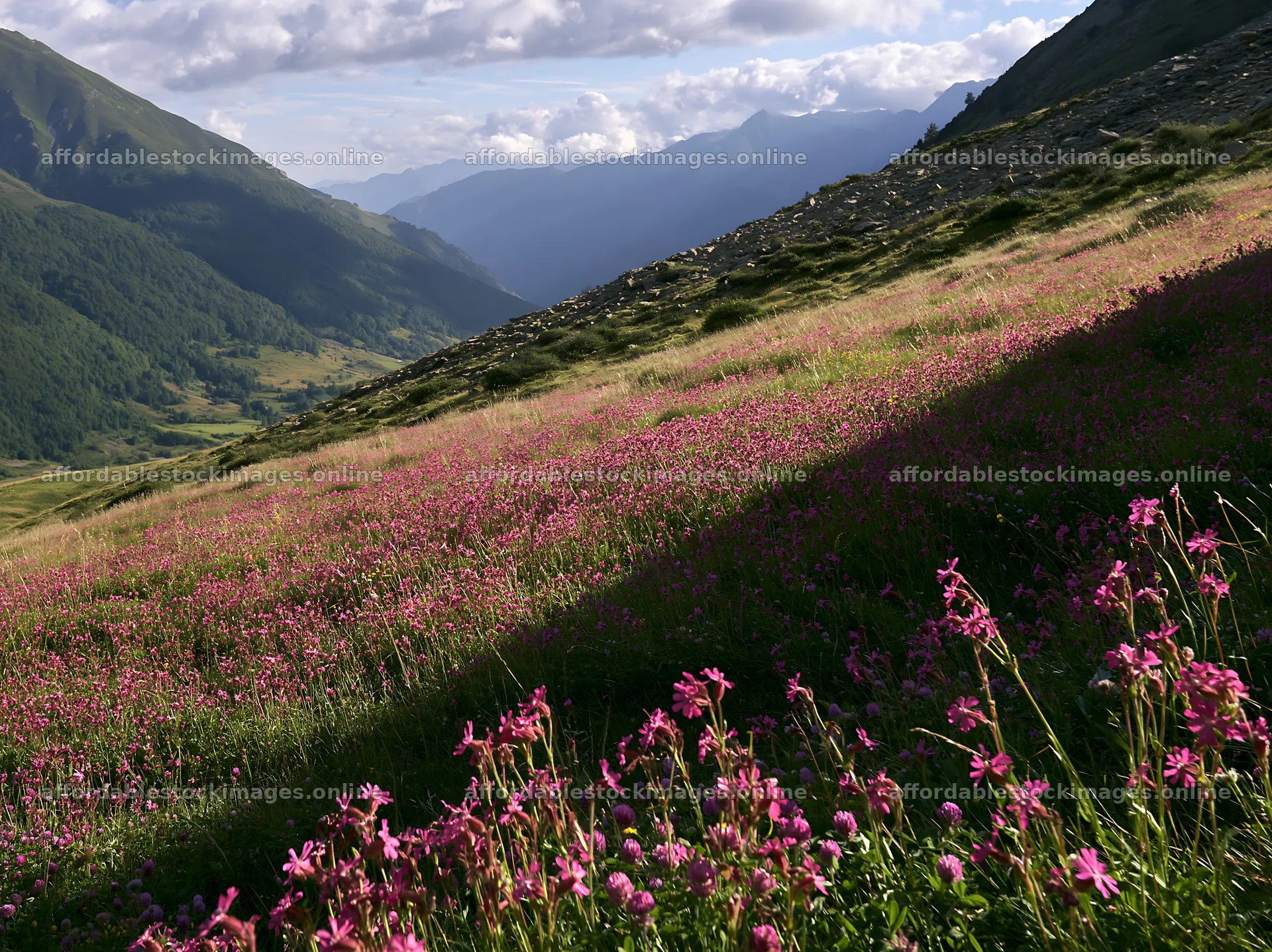 Meadow filled with campion flowers in a mountainous landscape – stock images 9174x6866
