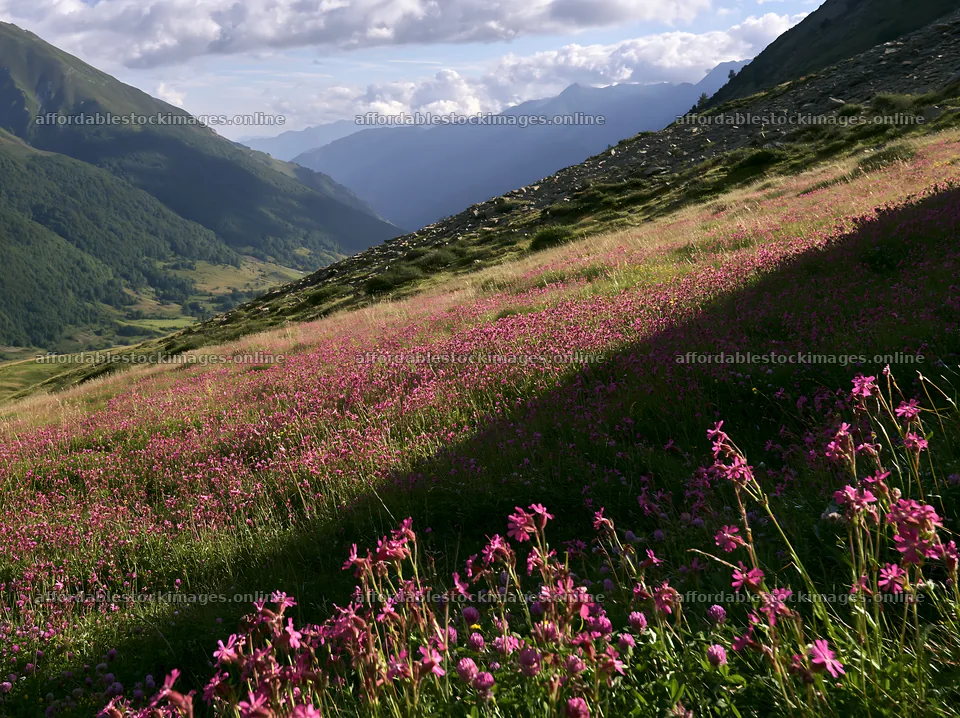 Meadow filled with campion flowers in a mountainous landscape – stock images 9174x6866