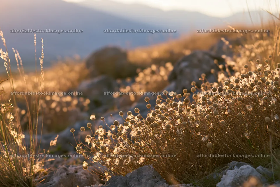 Chamomile meadow with rocks during sunset in natural setting – stock images 9722x6480
