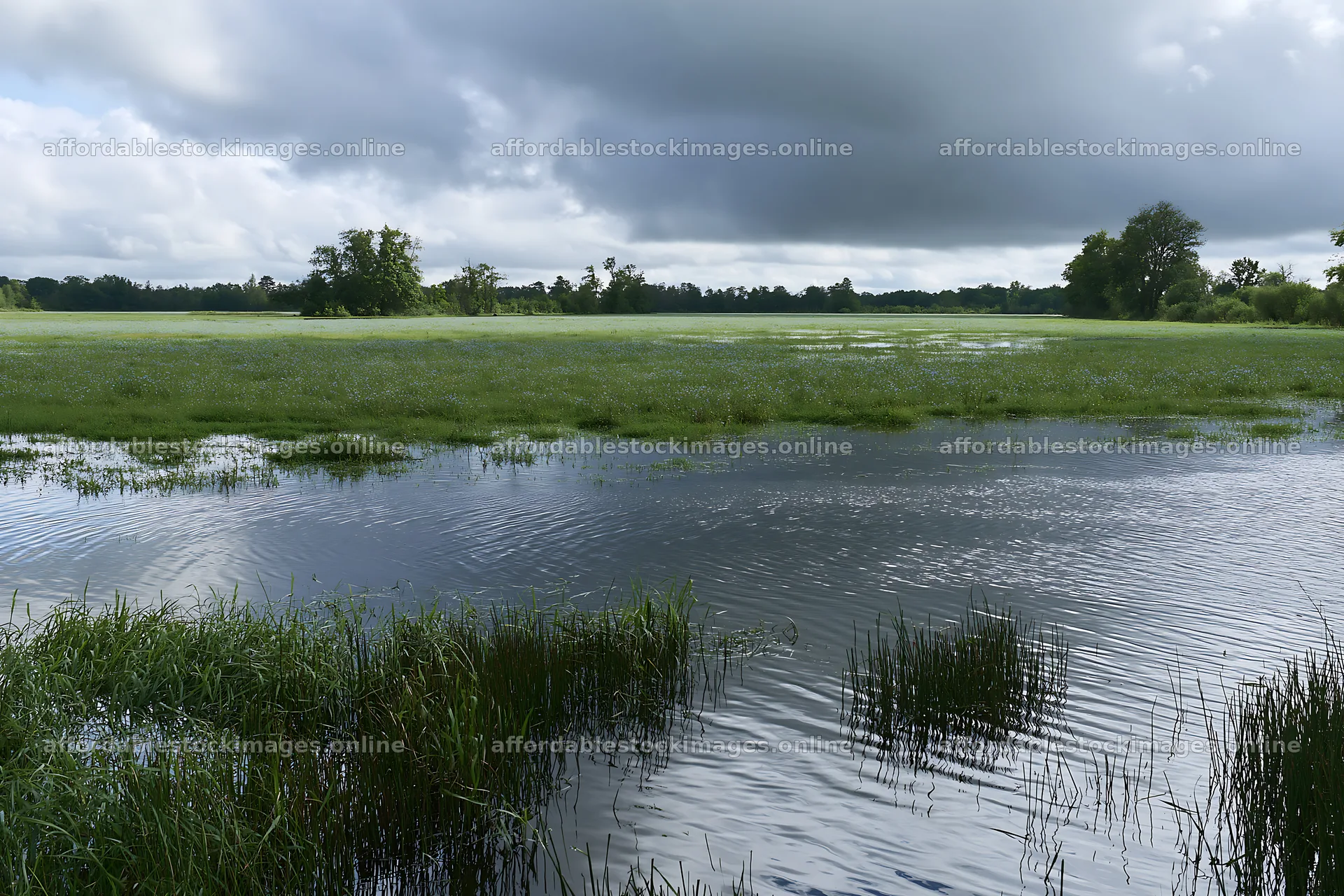 Saga floodplain meadow with reeds and calm water – stock images 9722x6480