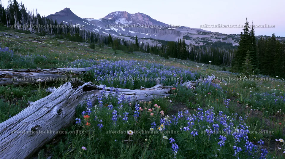 Weathered log meadow with flowers and mountains in the – stock images 10608x5938