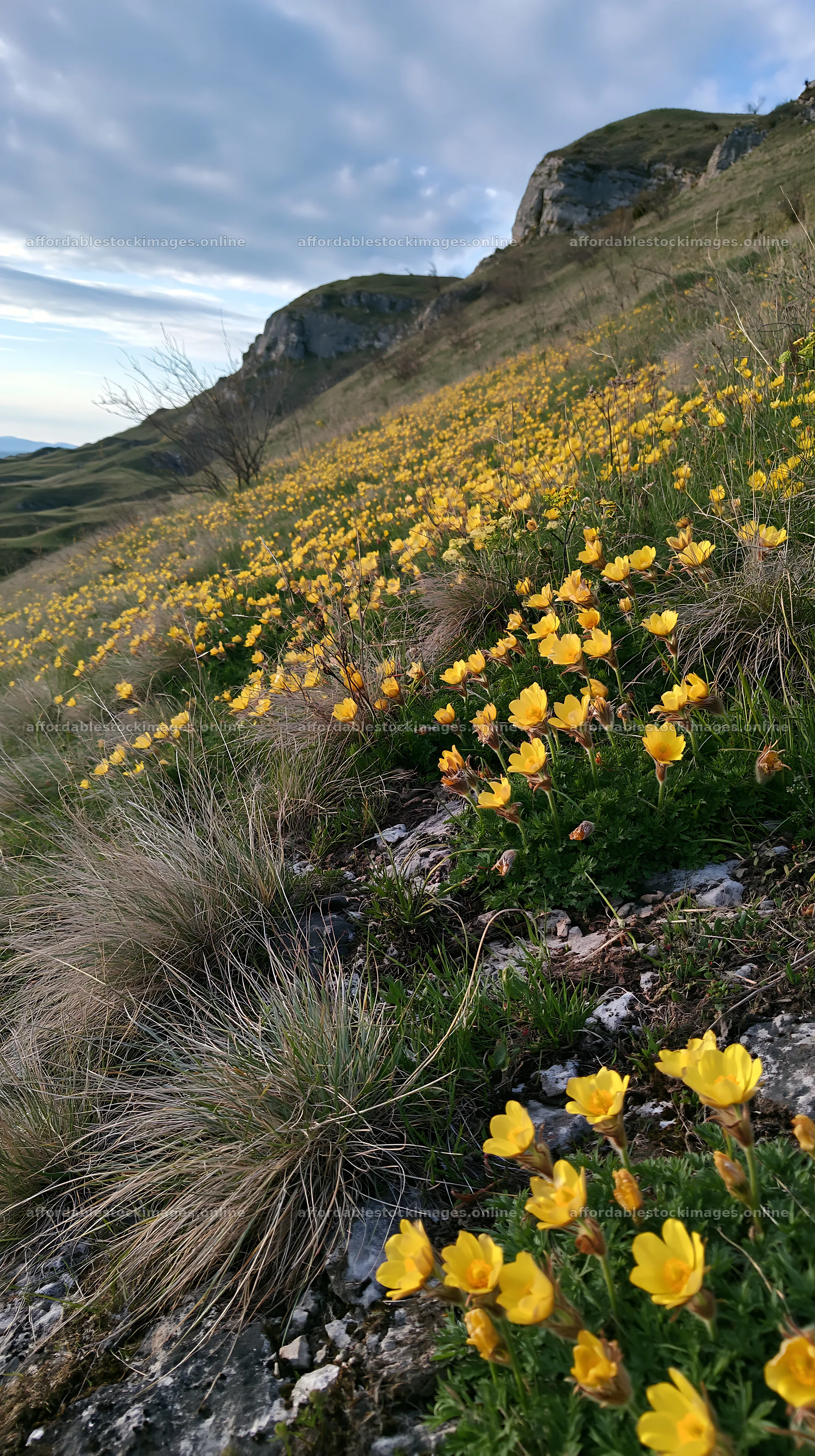 Cloudy calcareous grassland meadow with yellow flowers – stock images 5938x10608