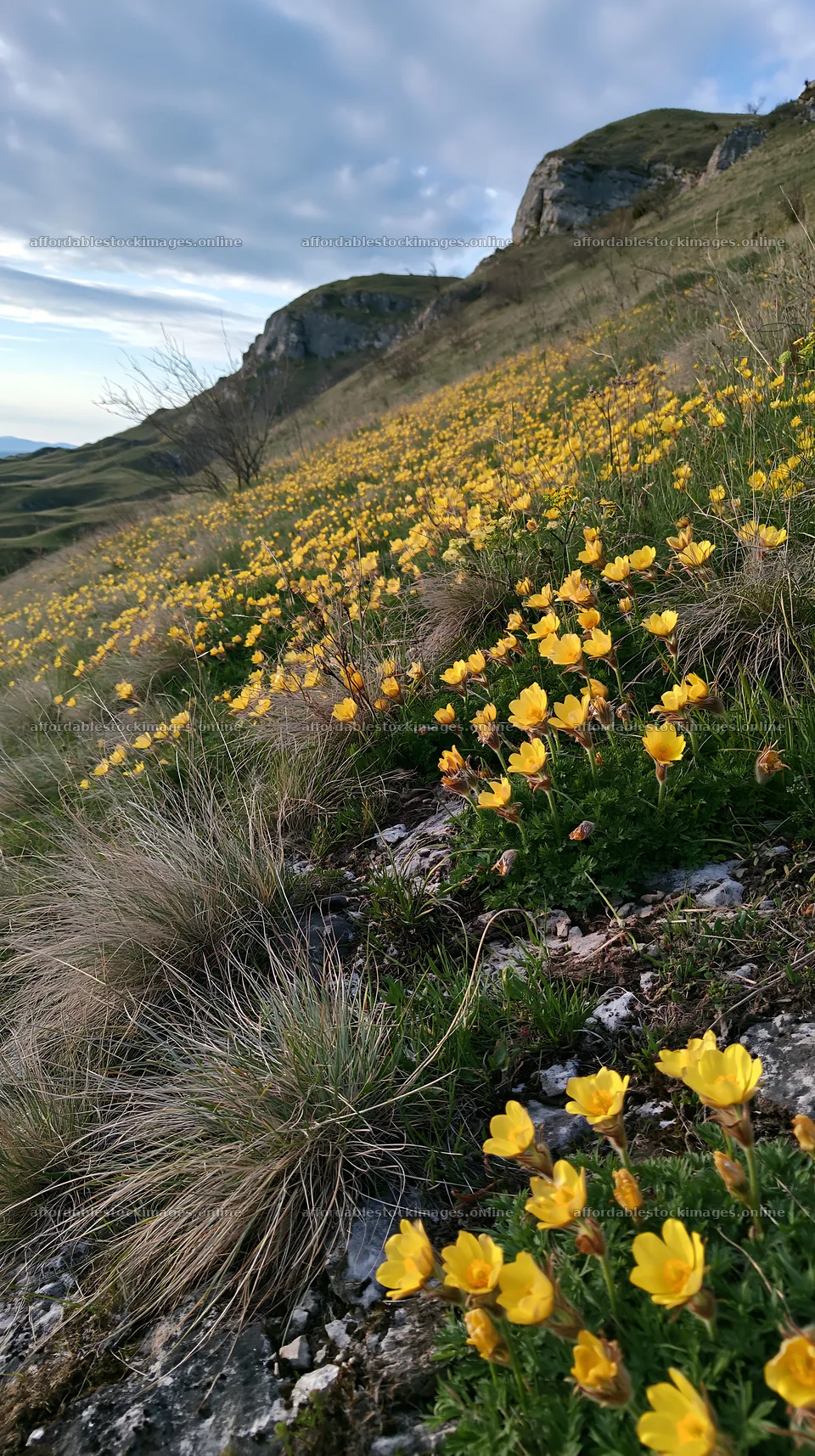 Cloudy calcareous grassland meadow with yellow flowers – stock images 5938x10608