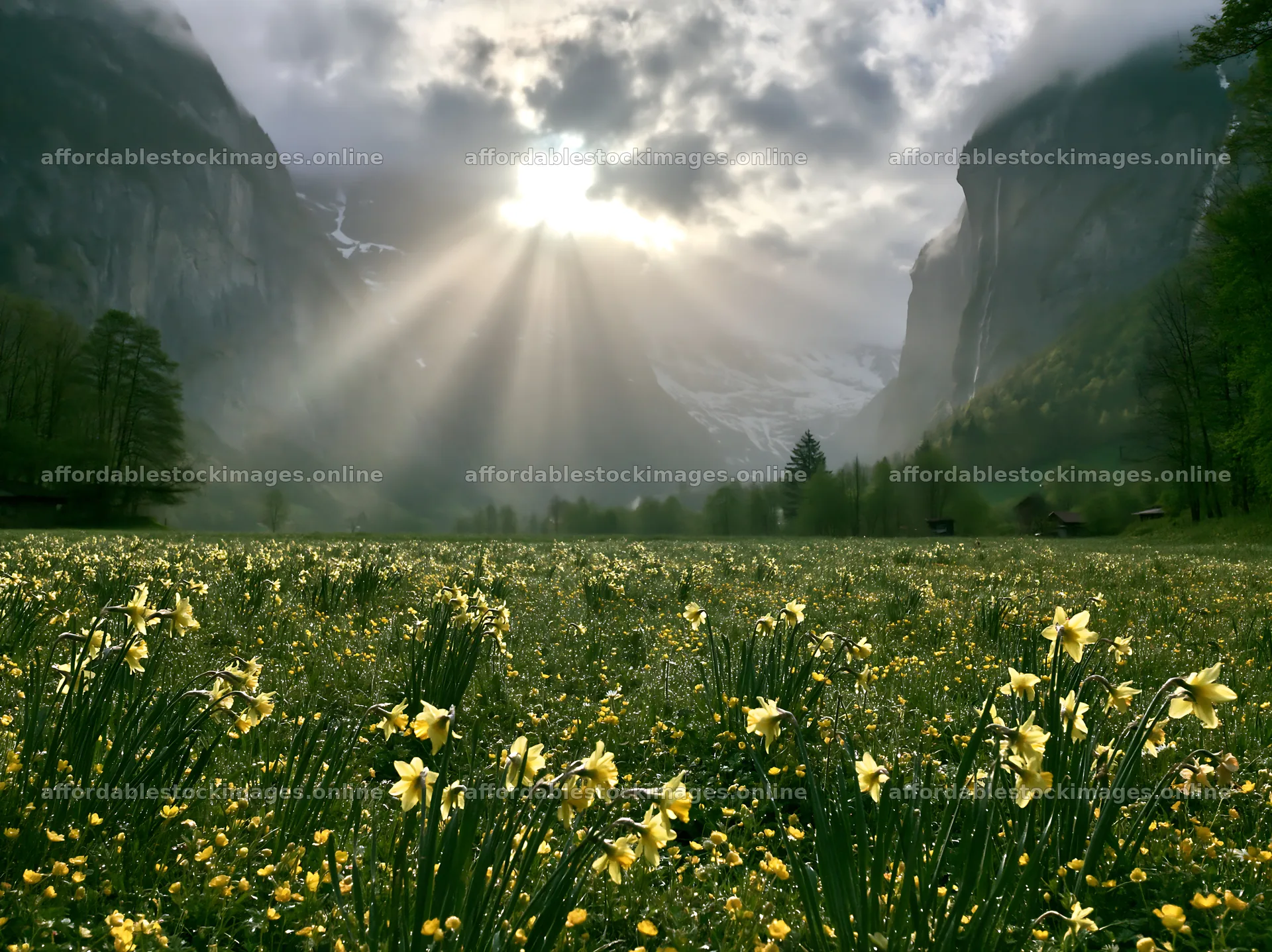 Lauterbrunnen Valley meadow light rays show flowers in the – stock images 9174x6866