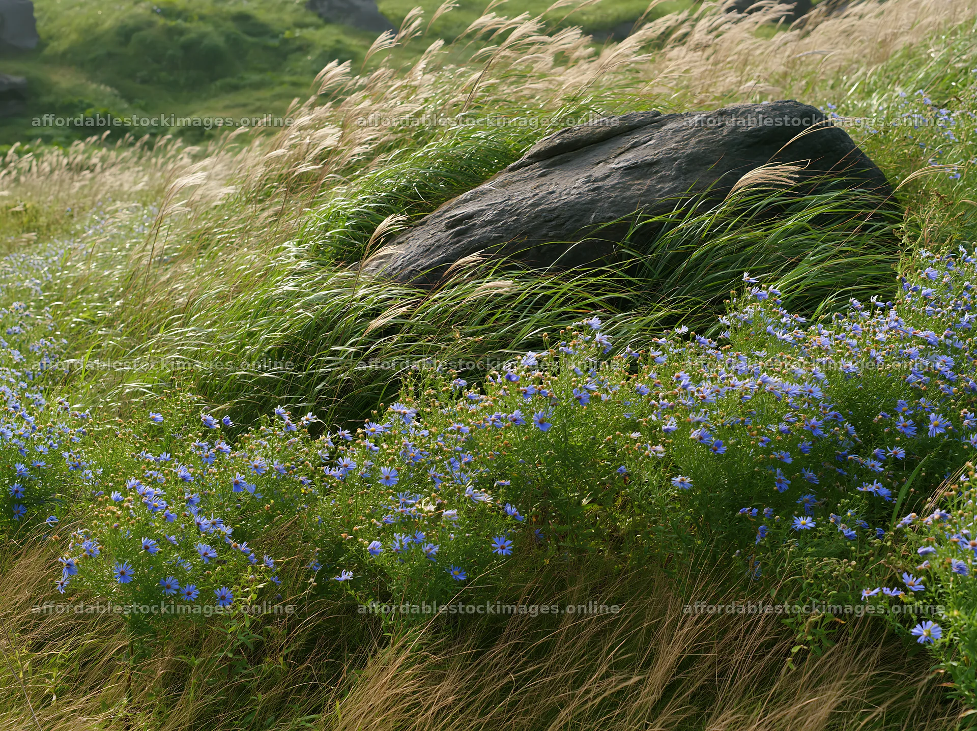 Aomori climate resilient meadow with boulder – stock images 9174x6866
