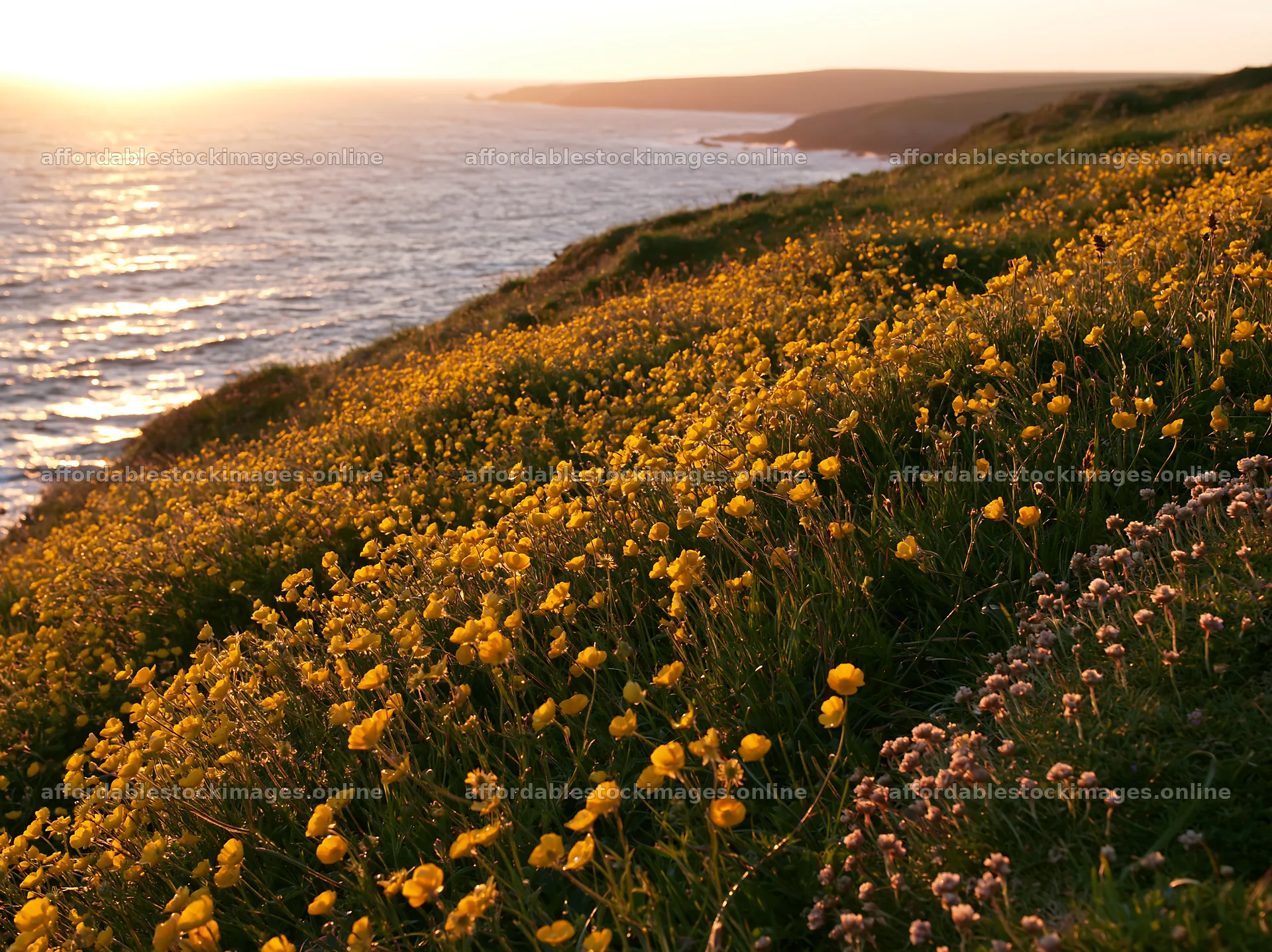 Buttercup meadow by the coast at sunset – stock images 9174x6866