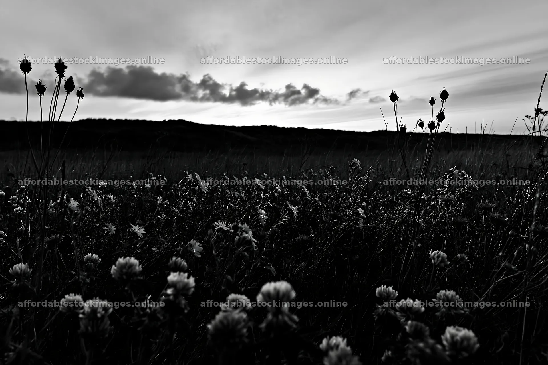 Colorful clover meadow under a cloudy sky at dusk – stock images 9722x6480