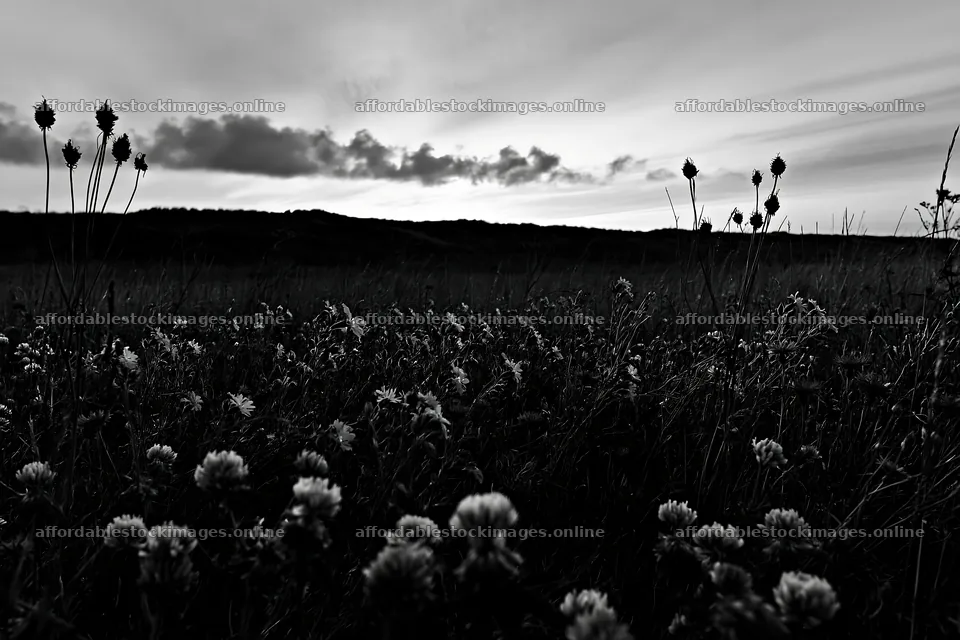 Colorful clover meadow under a cloudy sky at dusk – stock images 9722x6480