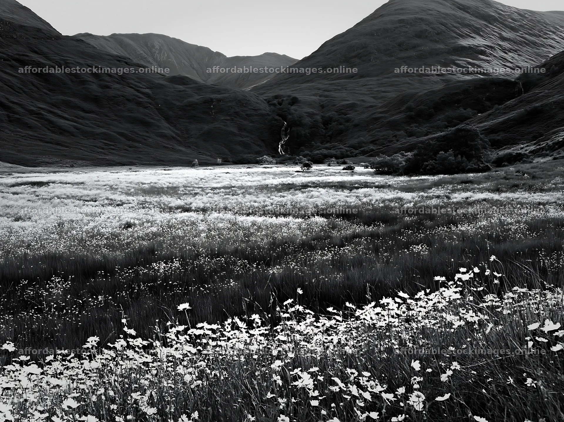 Wildflower meadow below waterfall in black and white – stock images 9174x6866