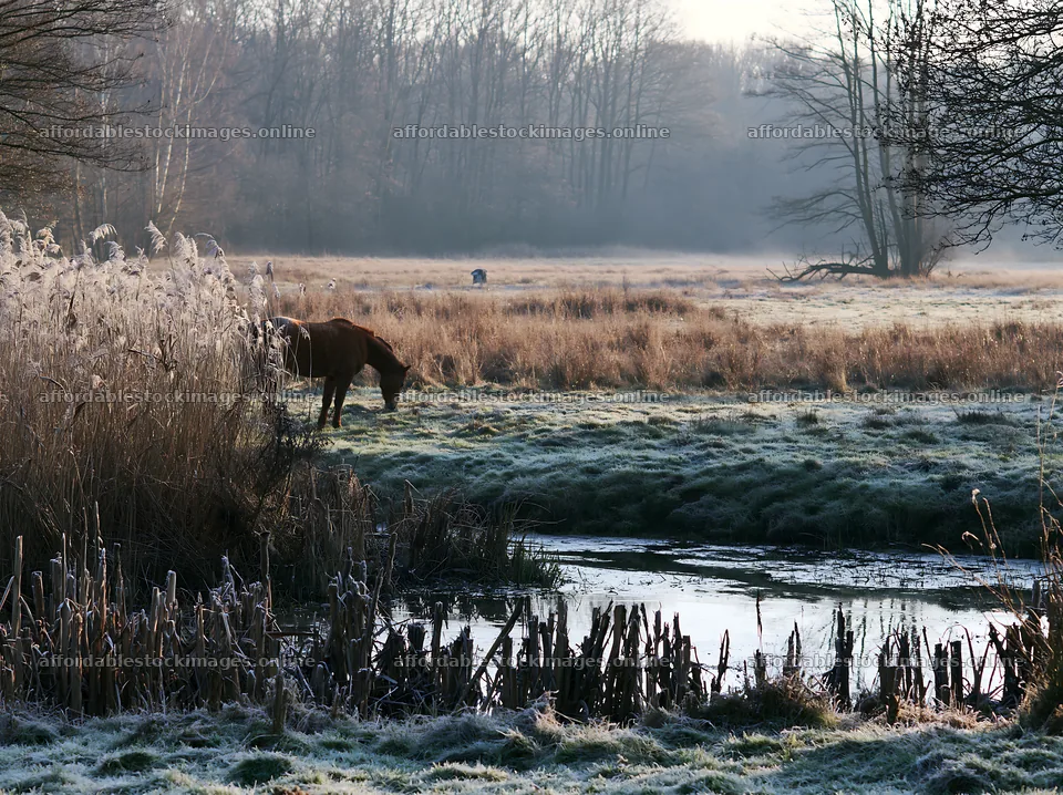 Quiet meadow with grazing horse near a stream – stock images 9174x6866