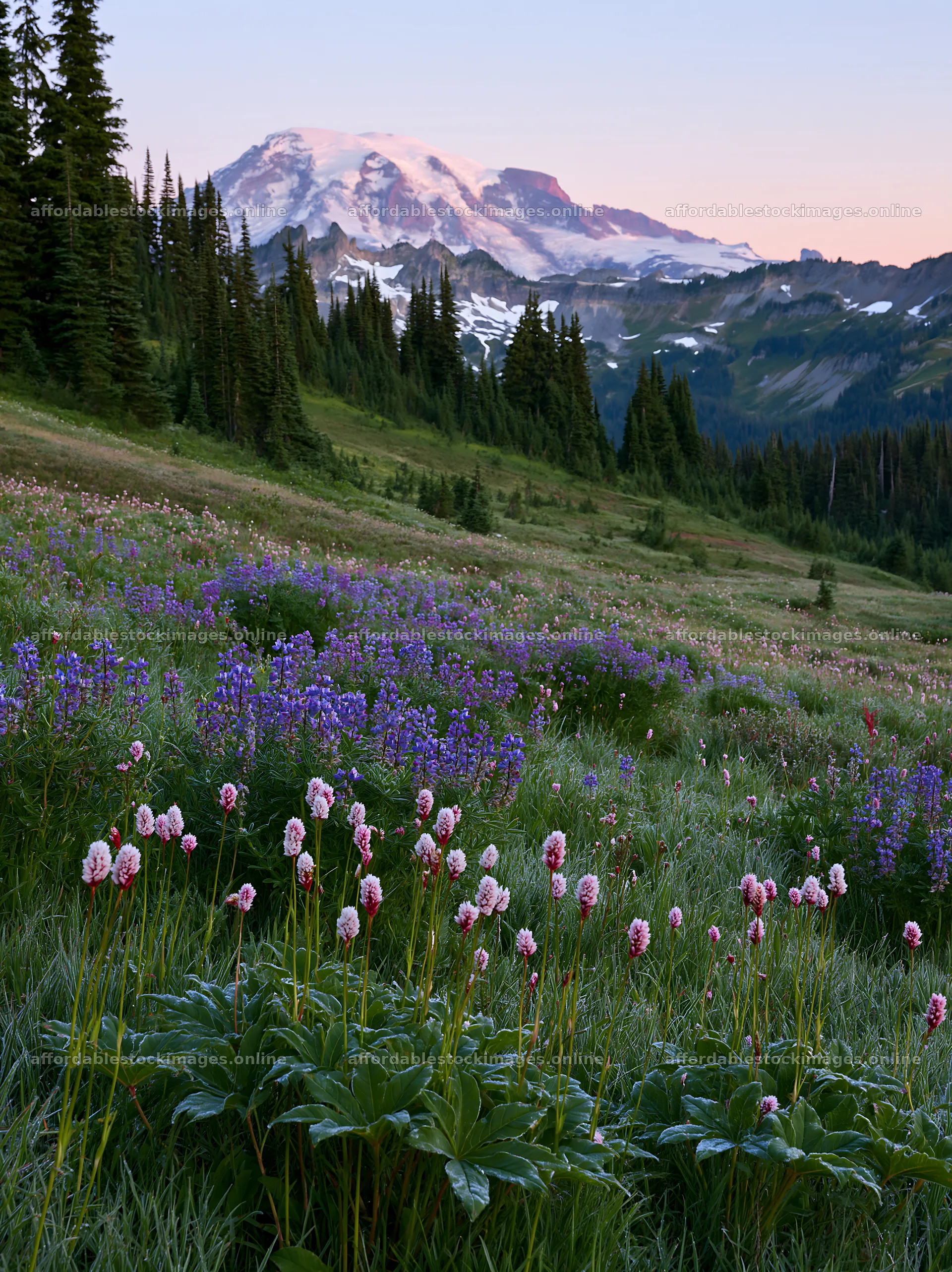 Mount Rainier wildflower meadow sunrise – stock images 6866x9174