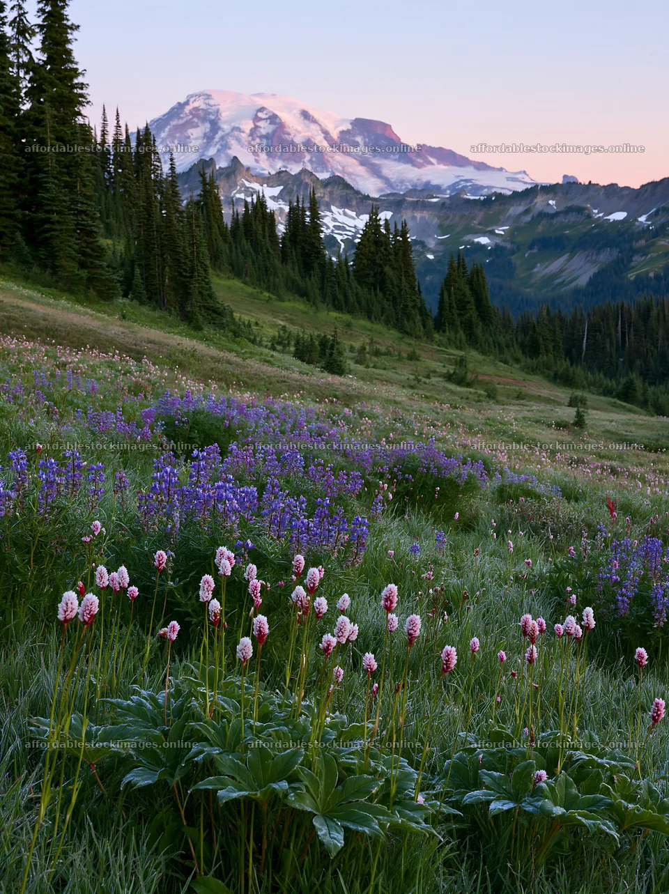 Mount Rainier wildflower meadow sunrise – stock images 6866x9174
