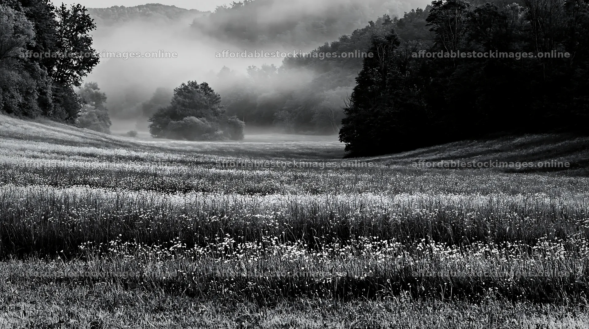 Hungarian meadow along wooded valley with mist and greenery – stock images 10608x5938