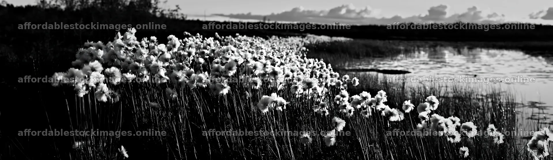 Cottongrass meadow along water in black and white – stock images 14762x4268