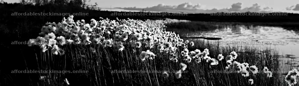 Cottongrass meadow along water in black and white – stock images 14762x4268