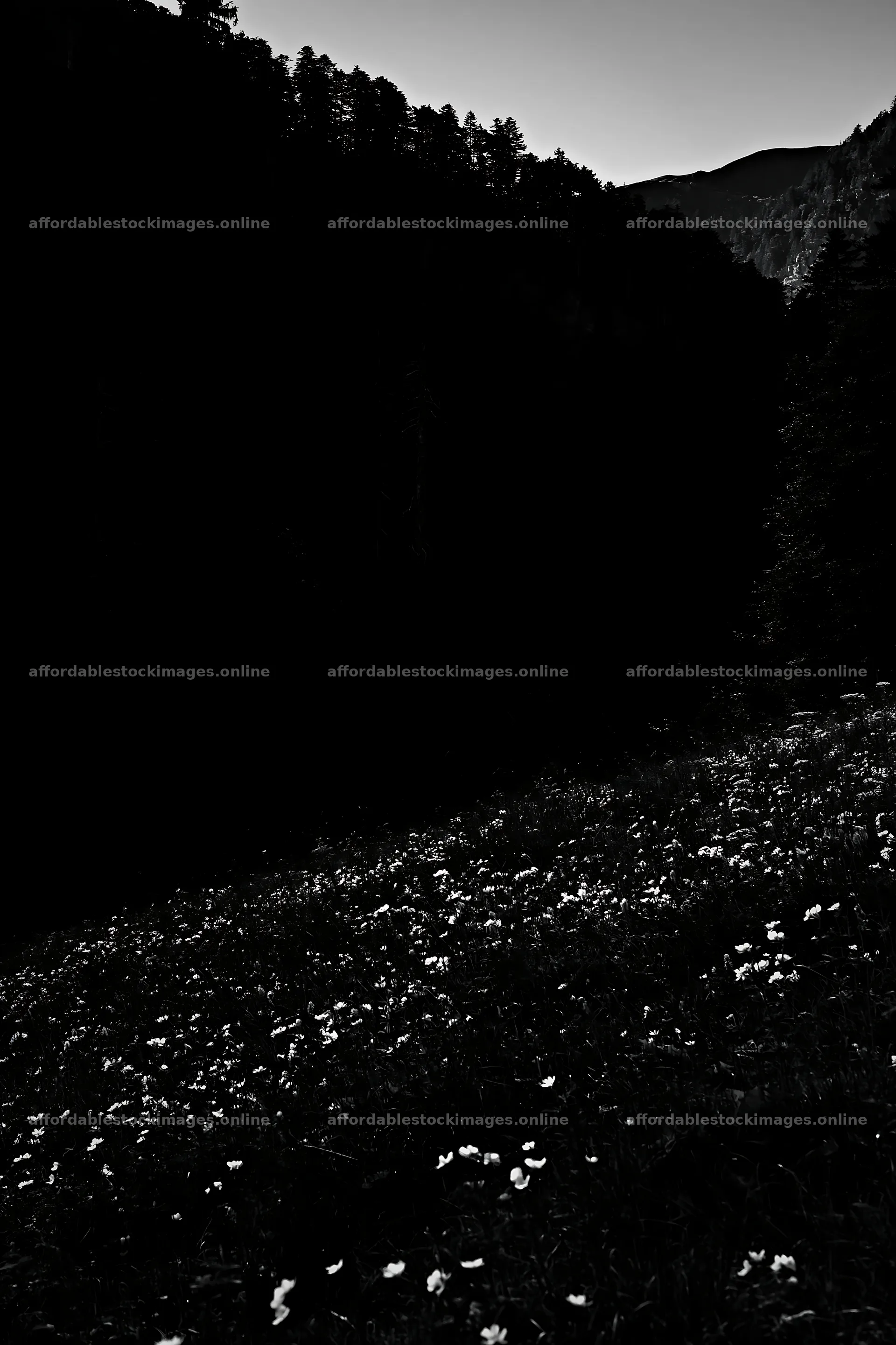 Moonlit meadow in dark landscape setting – stock images 6480x9722