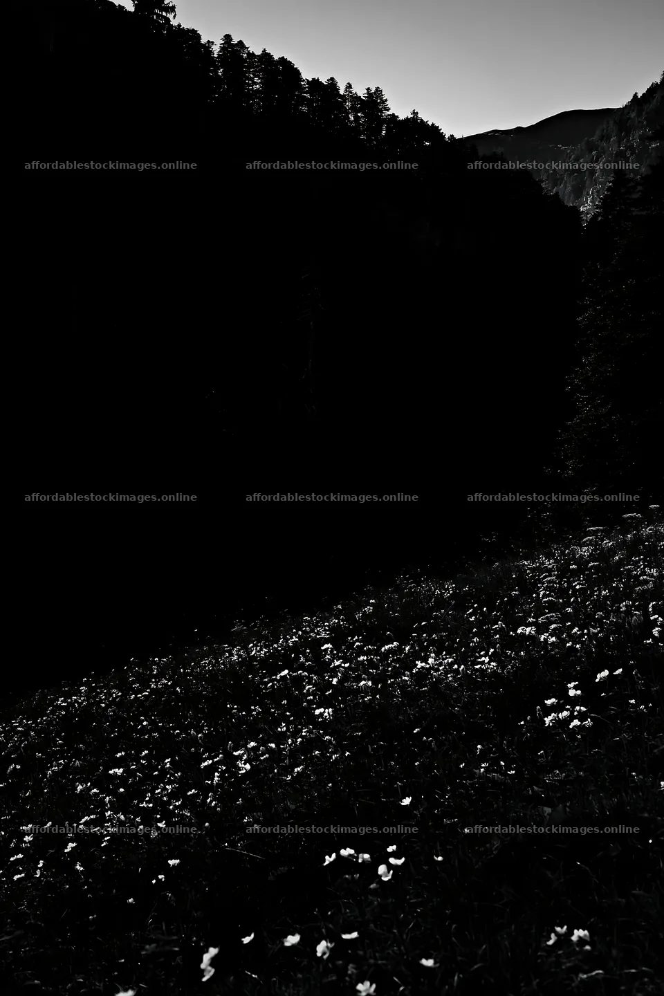 Moonlit meadow in dark landscape setting – stock images 6480x9722