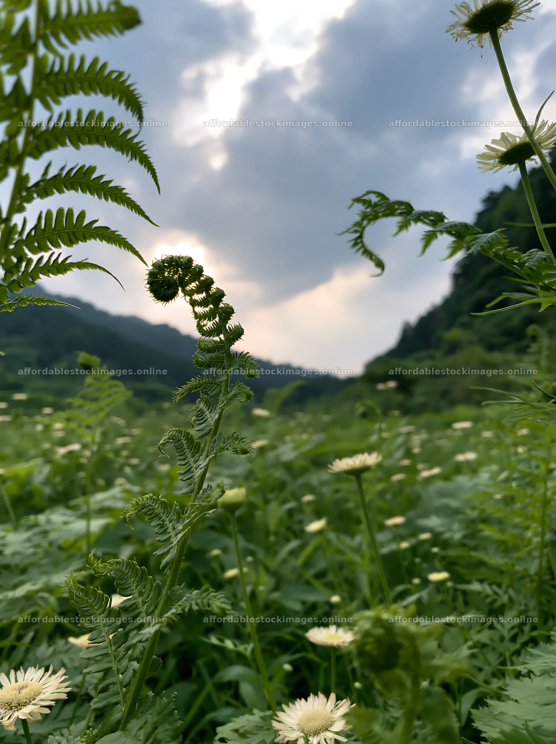 Nara summer meadow with fern foreground – stock images 6866x9174
