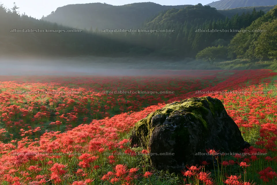 Moss covered stone in Shimane misty meadow with red flowers – stock images 9722x6480
