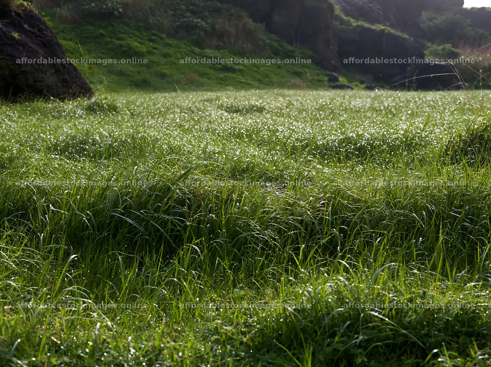 Fukui native grass meadow rain droplets sparkle in sunlight – stock images 9174x6866