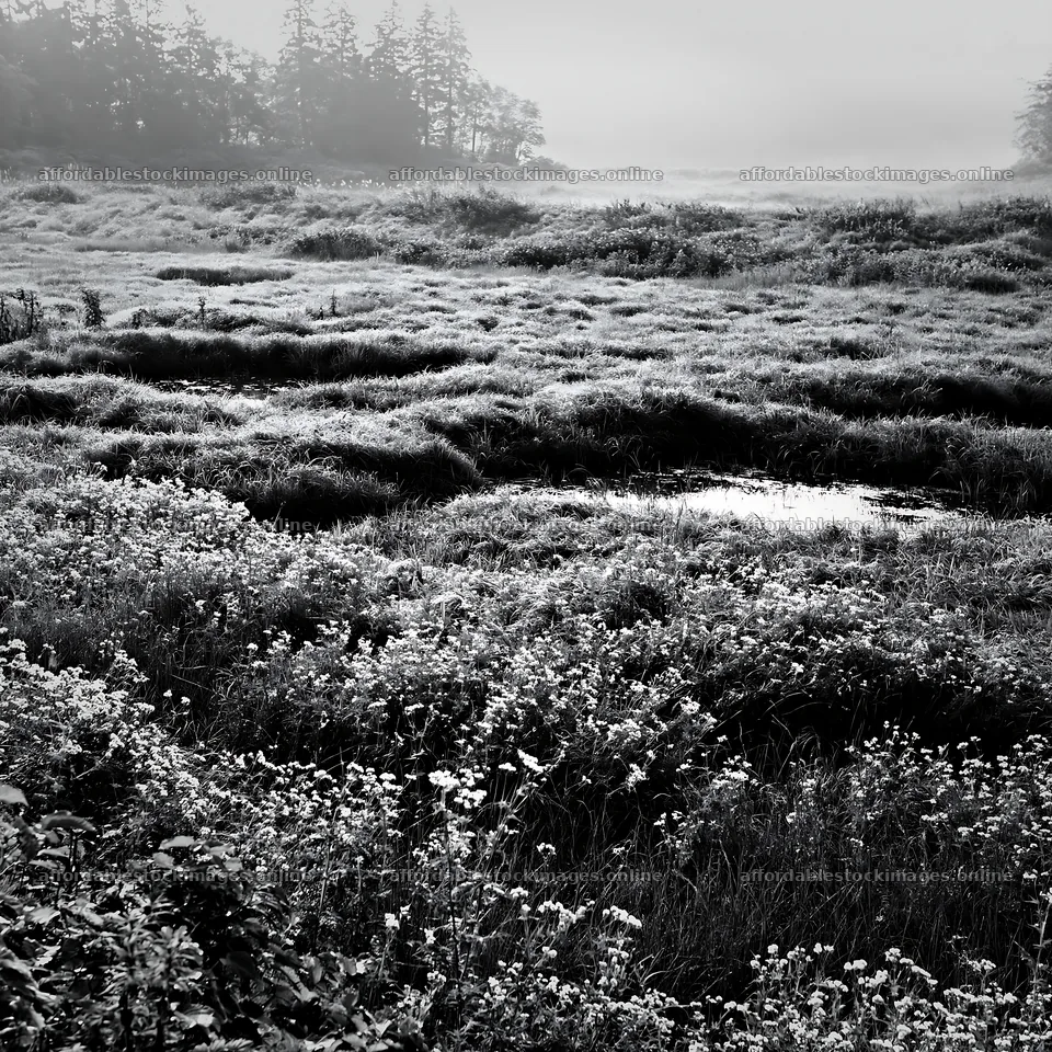 Niigata floodplain restoration meadow dew foreground – stock images 7938x7938