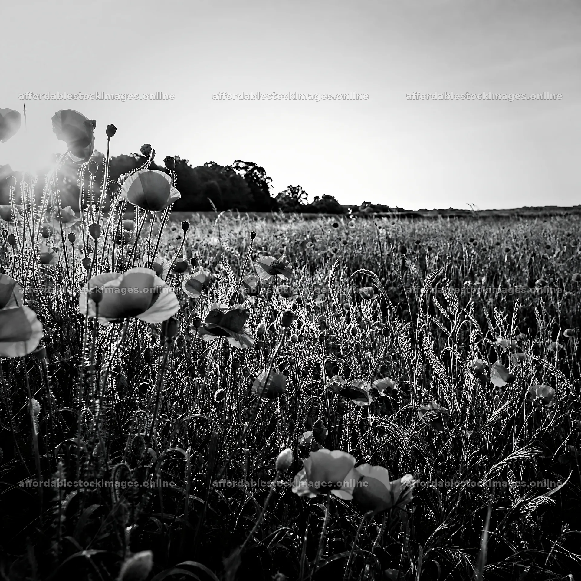 Rewilded meadow at sunset with blooming flowers – stock images 7938x7938