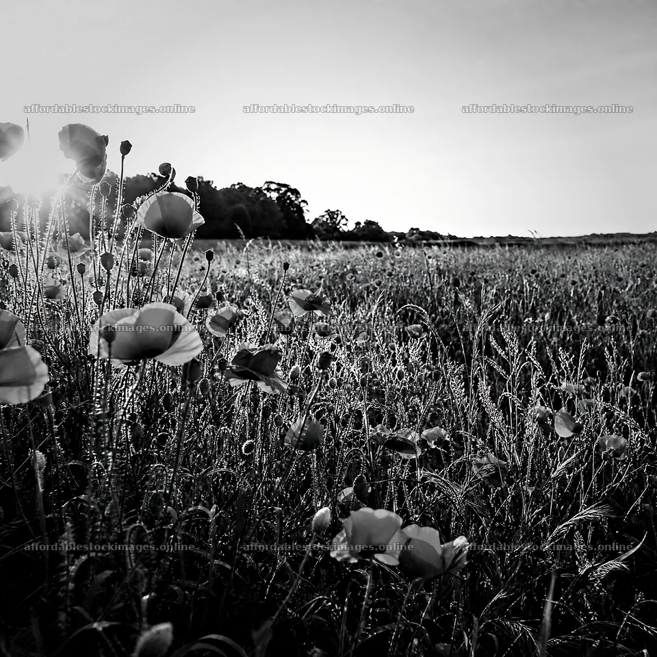 Rewilded meadow at sunset with blooming flowers – stock images 7938x7938