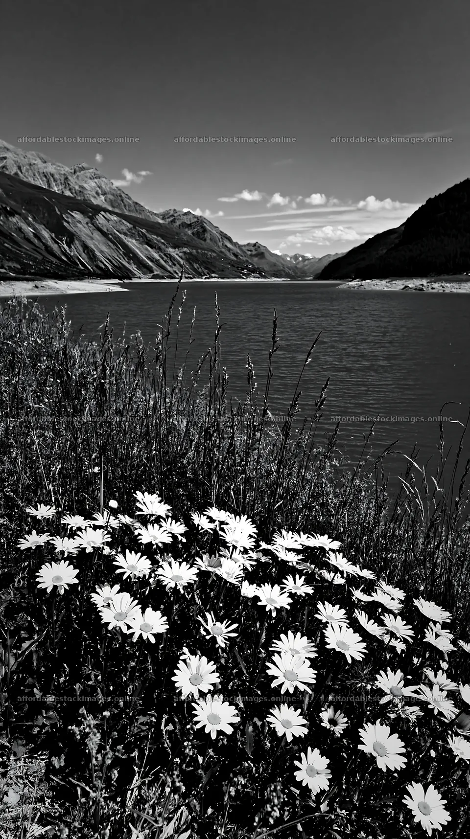 Swiss meadow beside alpine lake with blooming flowers – stock images 5938x10608