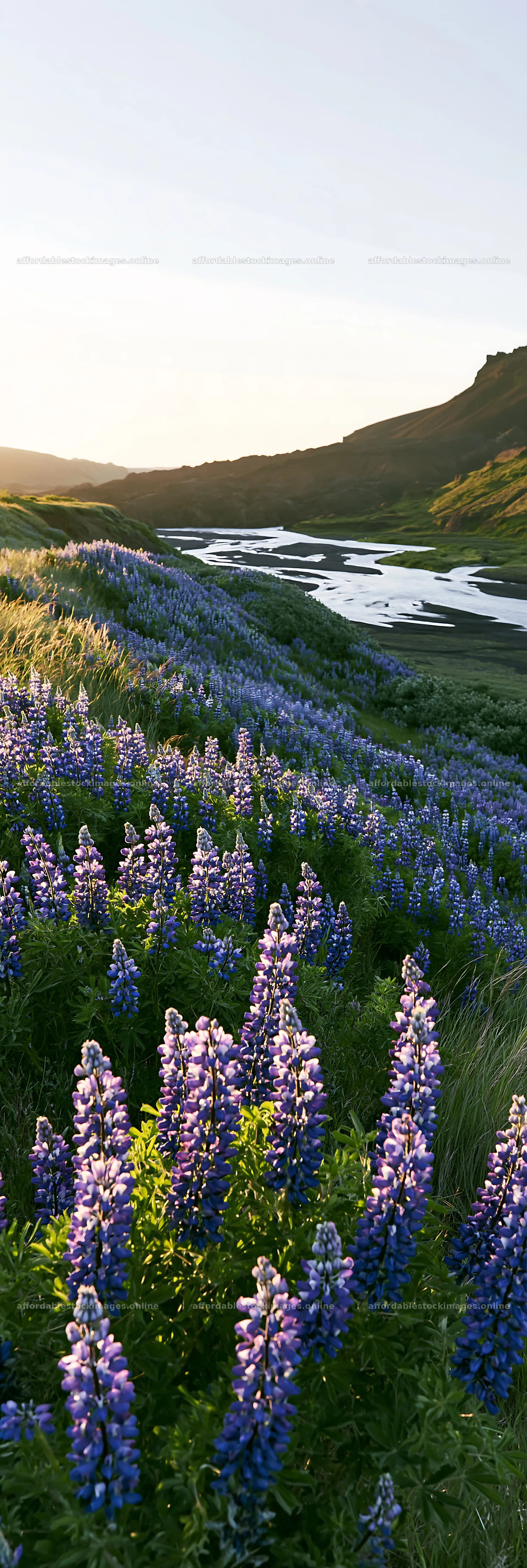 Colorful lupine meadow near a river in a natural landscape – stock images 4602x13690