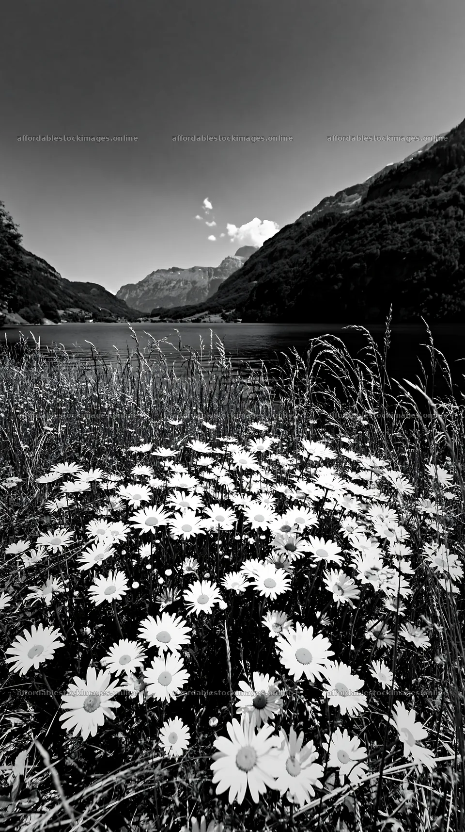 Swiss meadow beside alpine lake with wildflowers – stock images 5938x10608