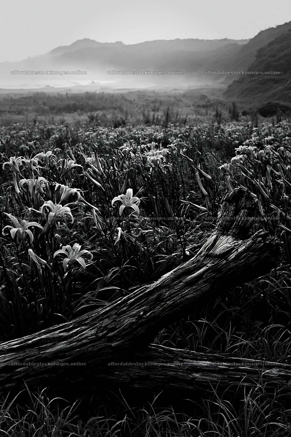 Chiba coastal climate meadow with driftwood and flowers – stock images 6480x9722