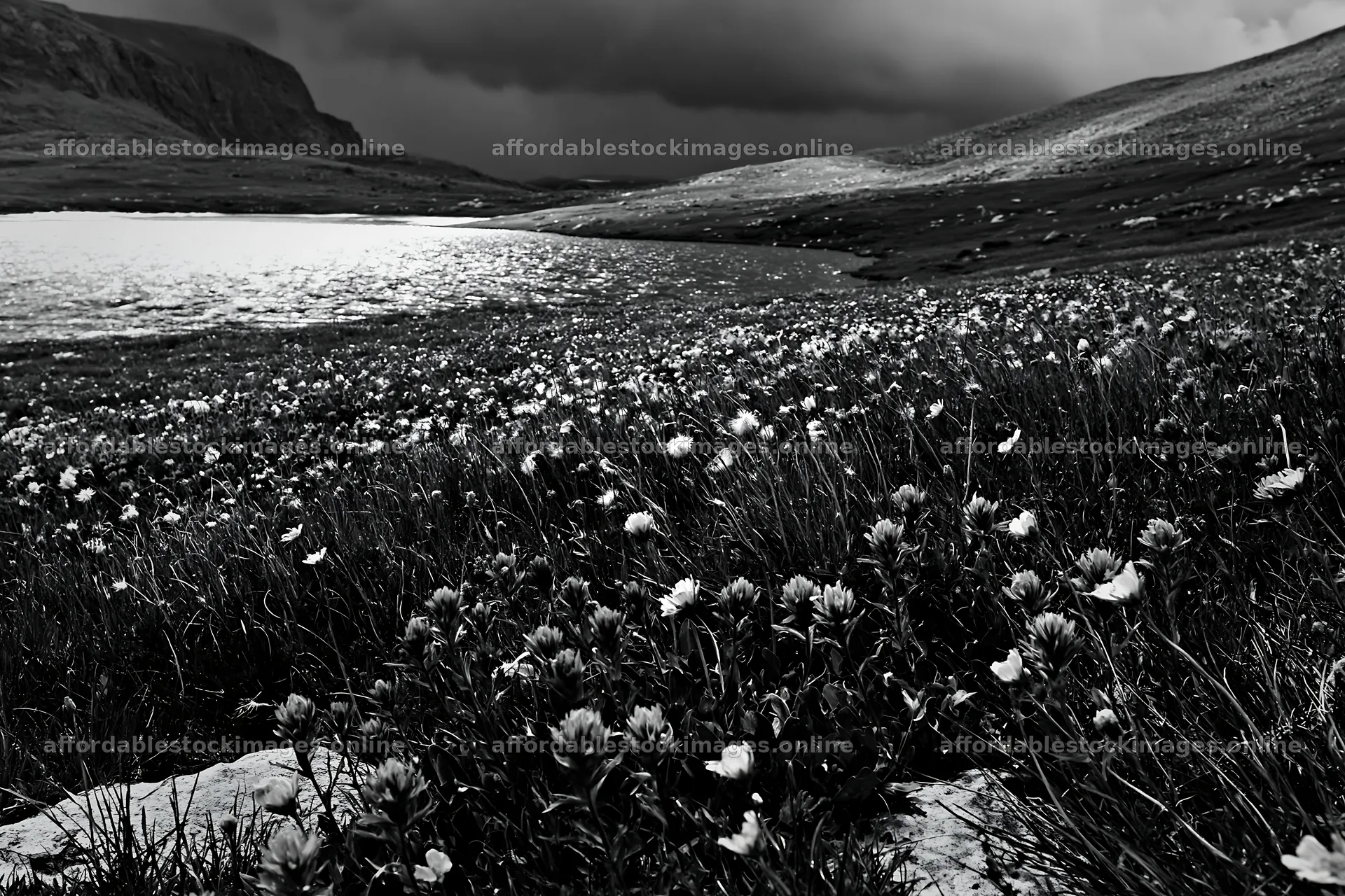 Frozen tarn meadow with flowers in dark atmosphere – stock images 9722x6480