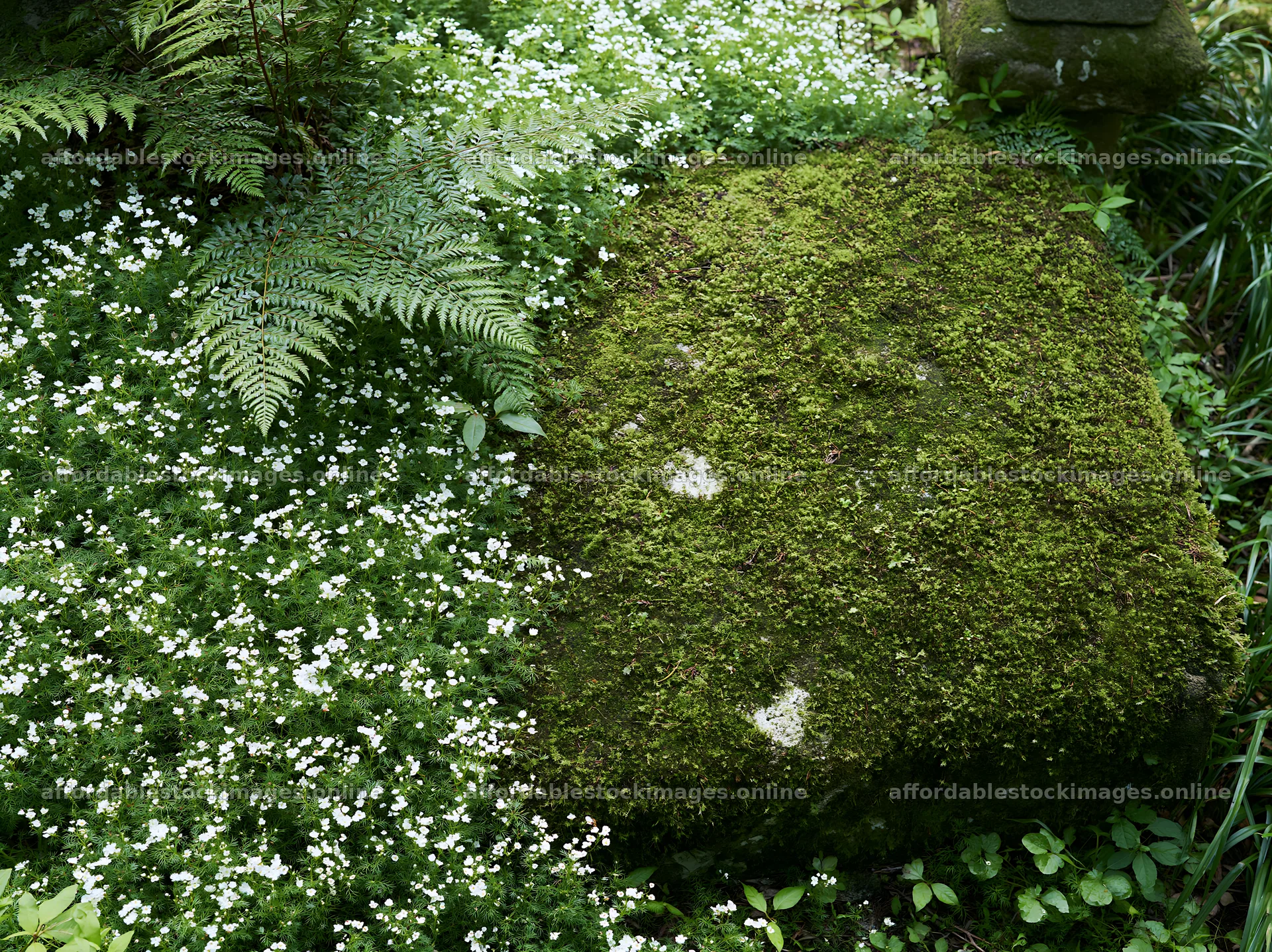 Miyagi spring recovery meadow mossy stone in a grassy area – stock images 9174x6866