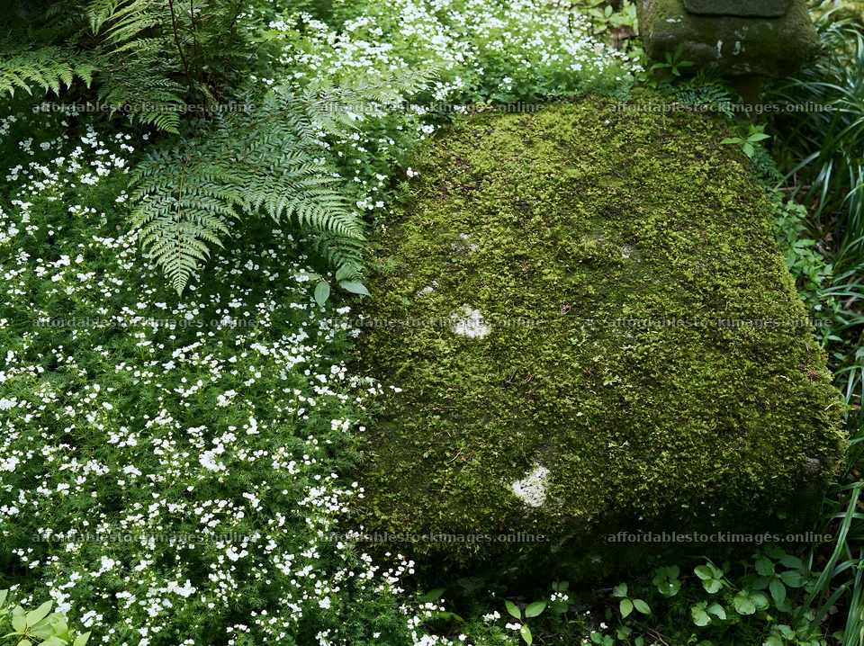 Miyagi spring recovery meadow mossy stone in a grassy area – stock images 9174x6866