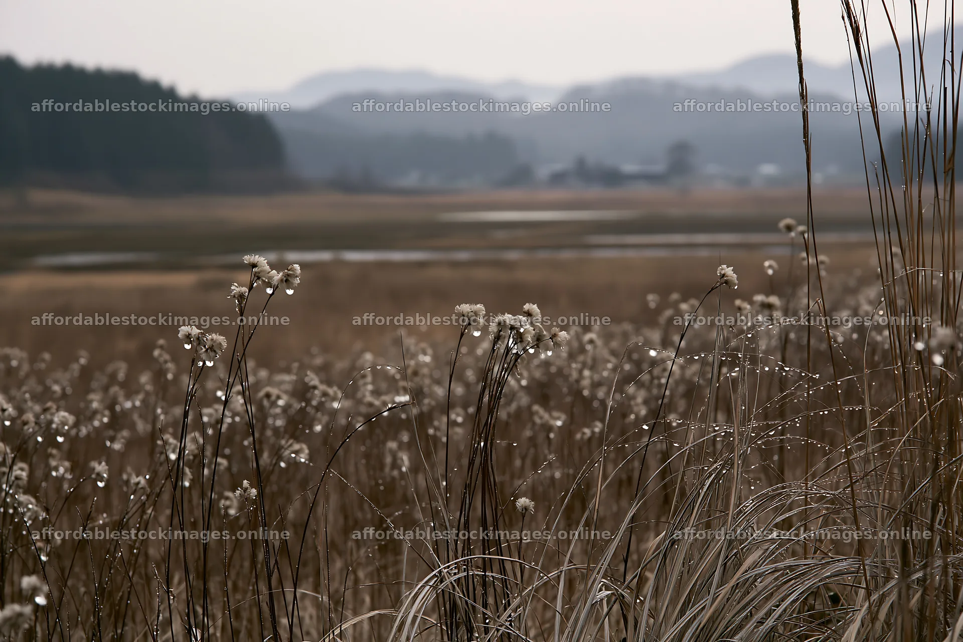 Akita snowmelt meadow with silver grasses – stock images 9722x6480