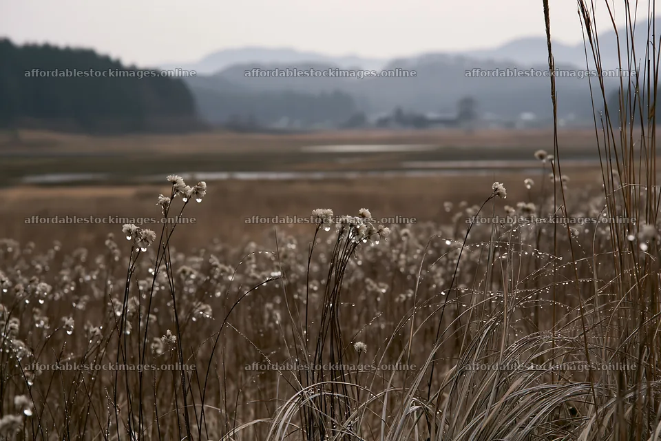 Akita snowmelt meadow with silver grasses – stock images 9722x6480