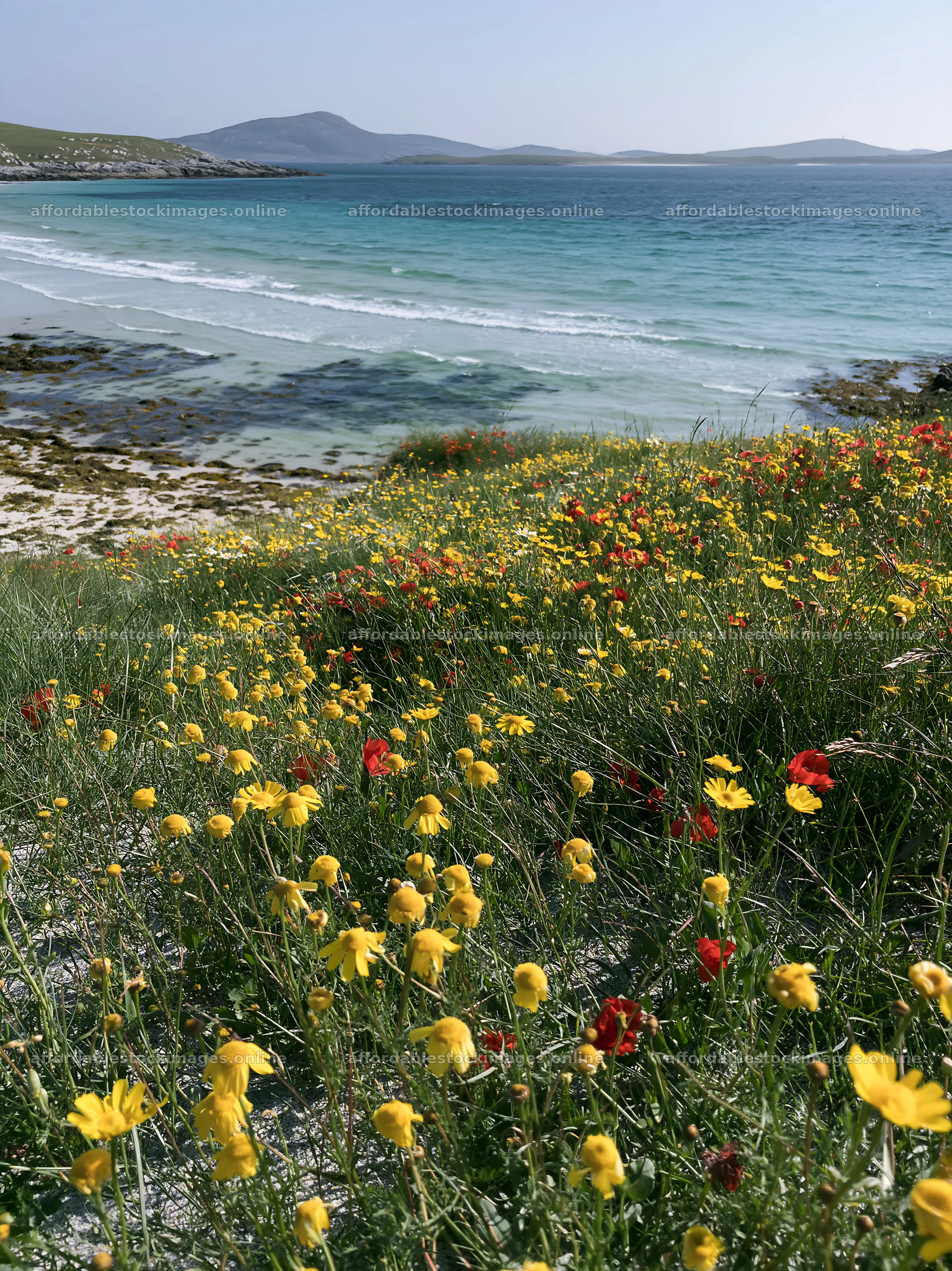Machair beach meadow with flowers by the coastline – stock images 6866x9174