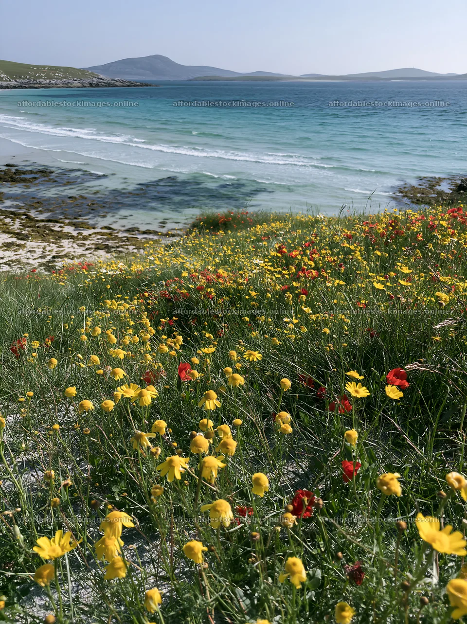 Machair beach meadow with flowers by the coastline – stock images 6866x9174