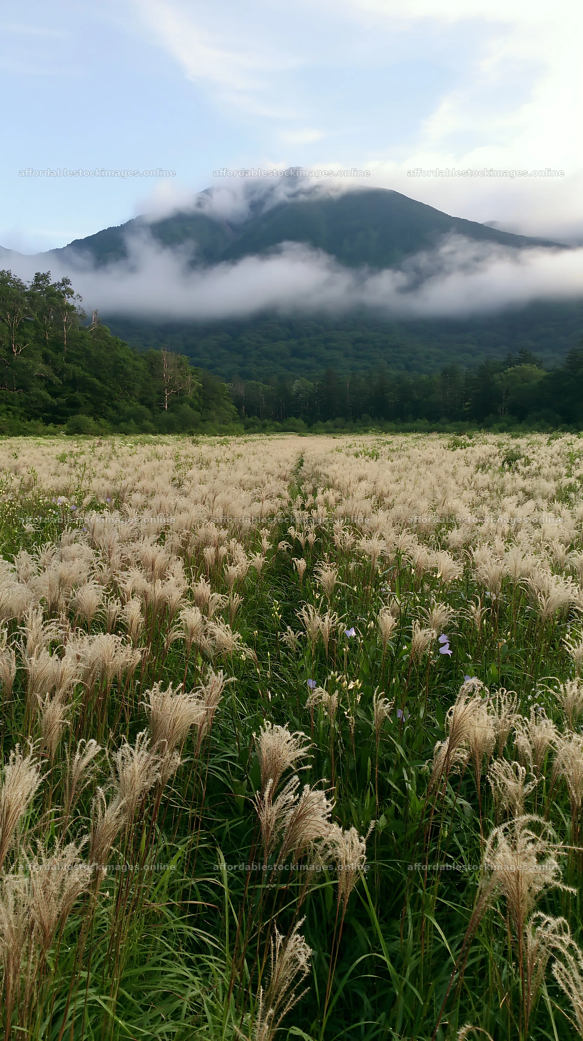 Iwate rain refreshed meadow seedhead foreground – stock images 5938x10608