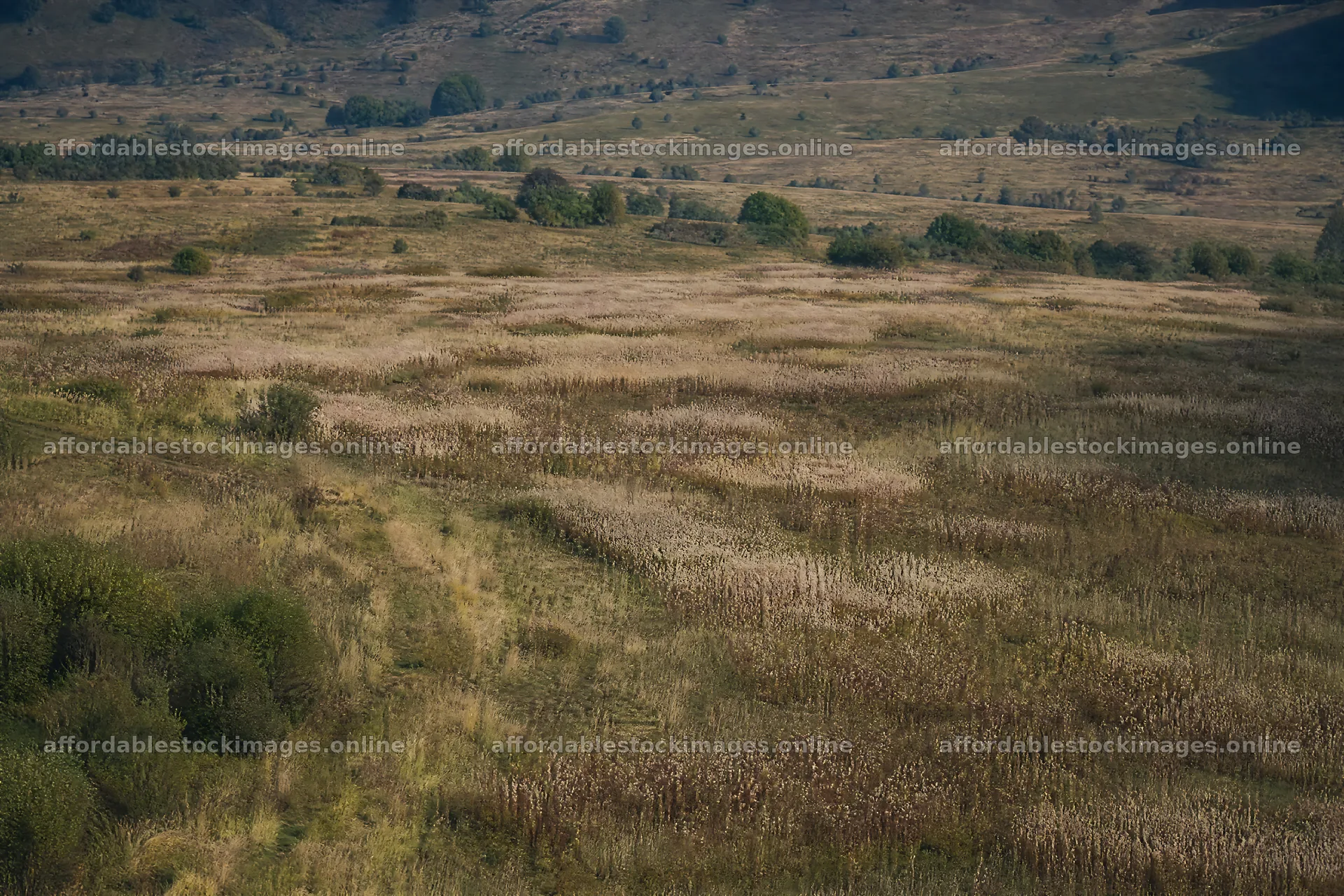 Seedhead meadow with rows of grass and distant hills – stock images 9722x6480