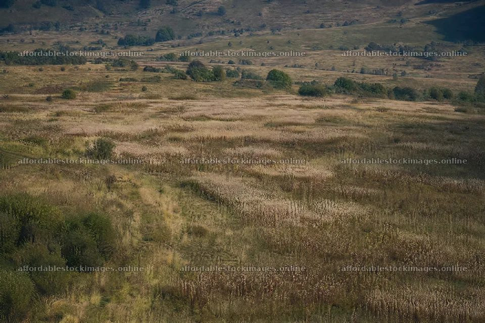 Seedhead meadow with rows of grass and distant hills – stock images 9722x6480