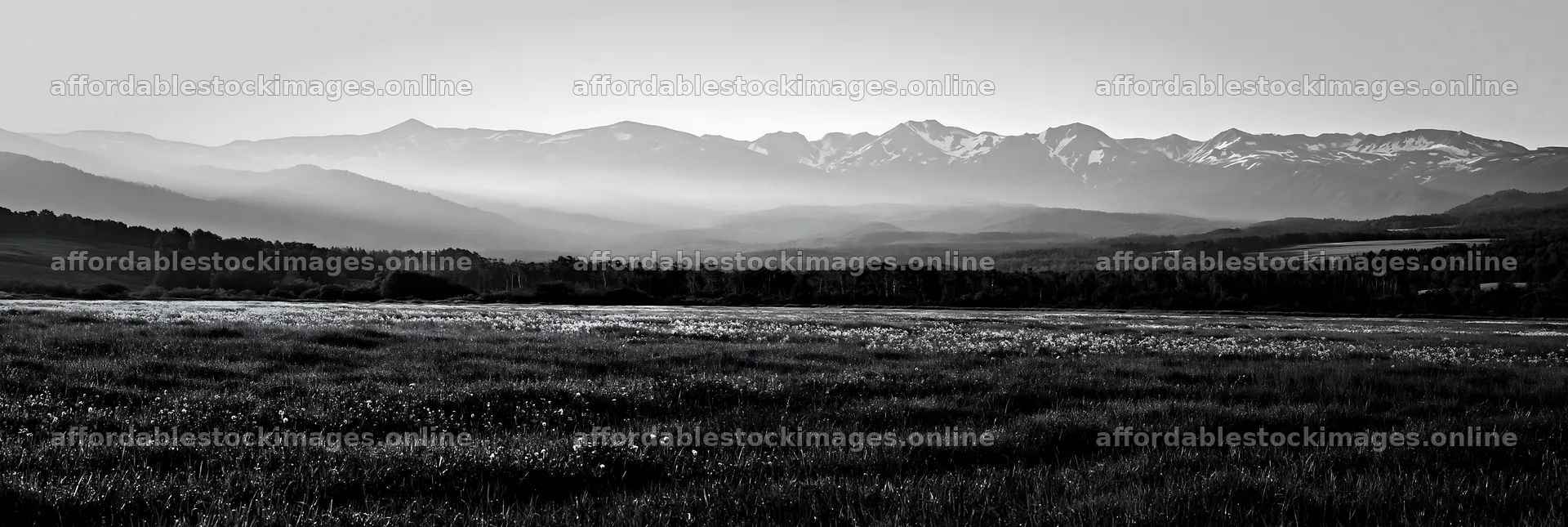 Expansive Hokkaido meadow with dewdrops in black and white – stock images 13690x4602