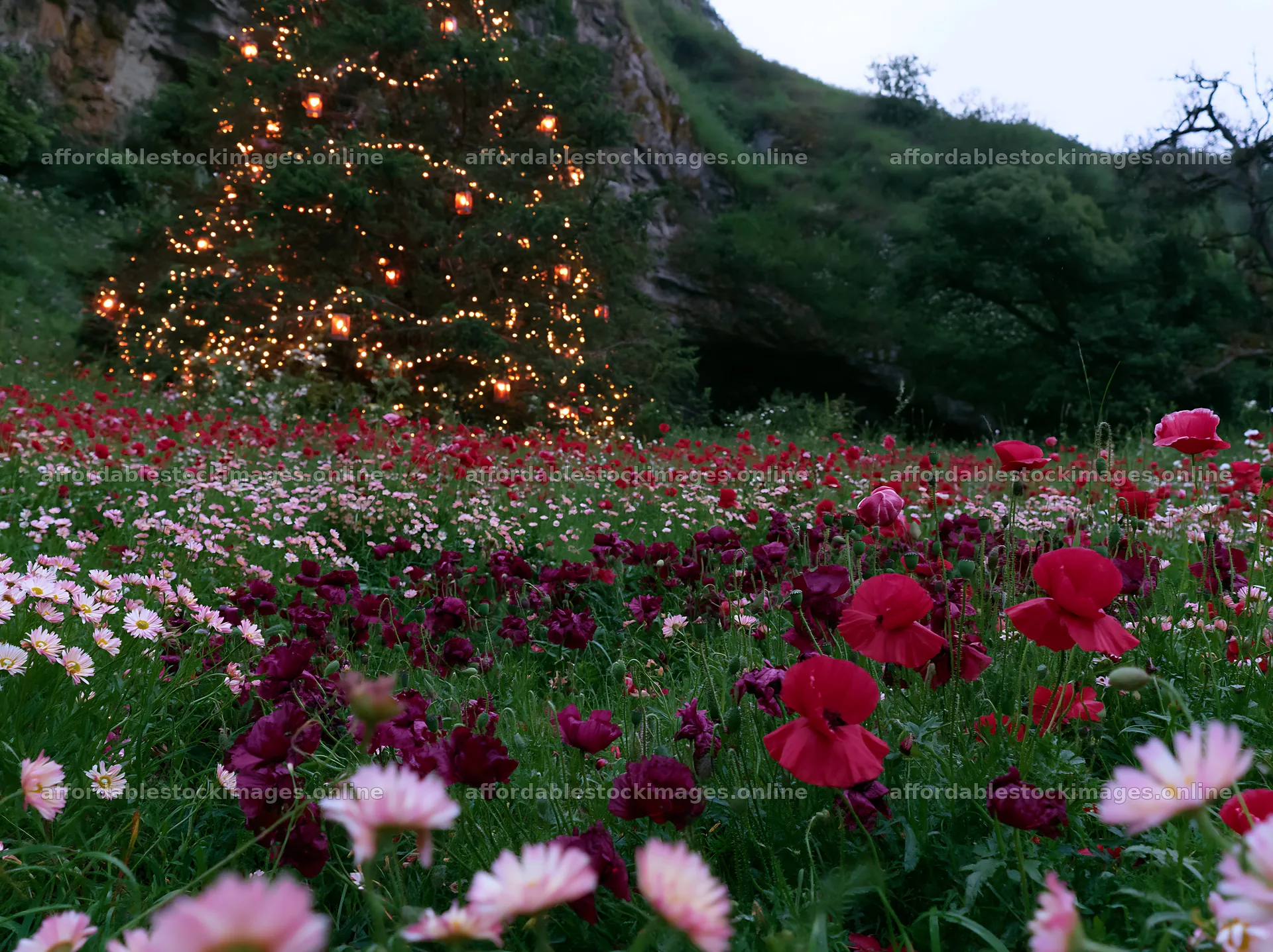 Christmas tree with lights in meadow near cave – stock images 9174x6866