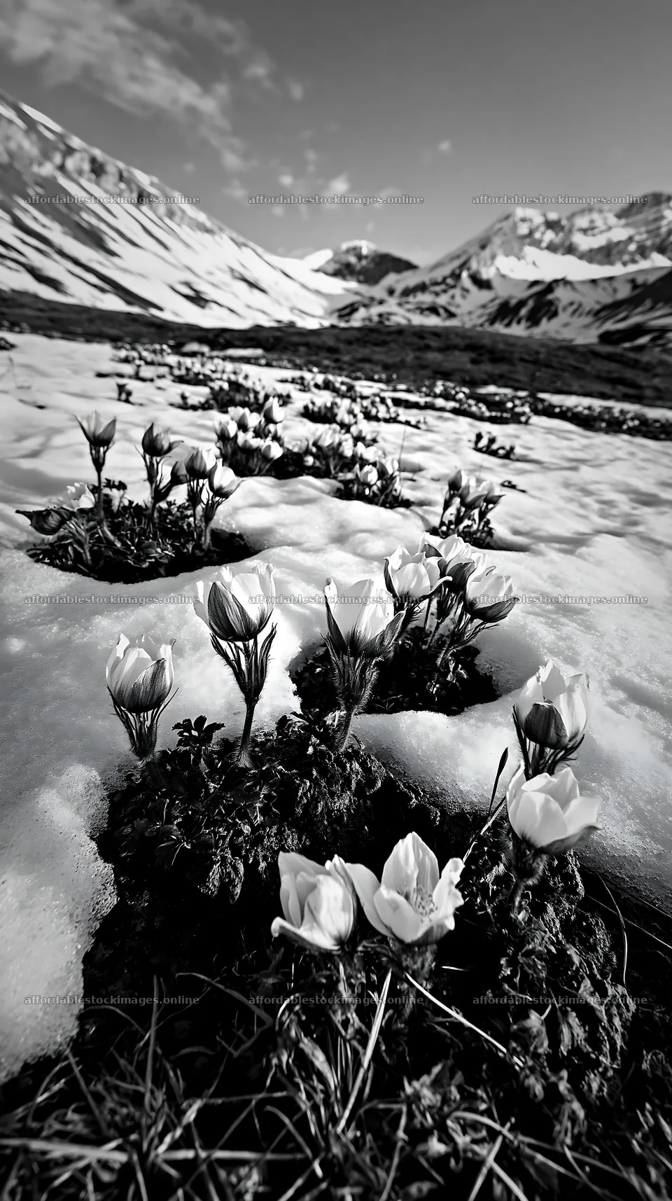 Snowy highland meadow with blooming flowers and mountain – stock images 5938x10608
