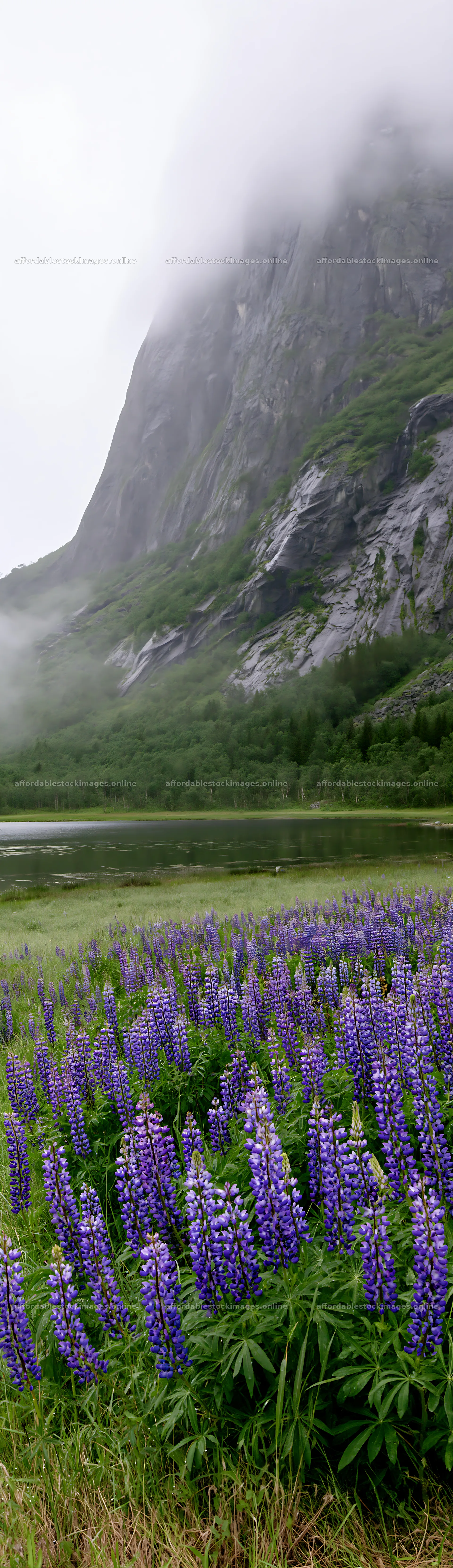 Lupin meadow foreground copy space with mountains and water view – stock images 4268x14762